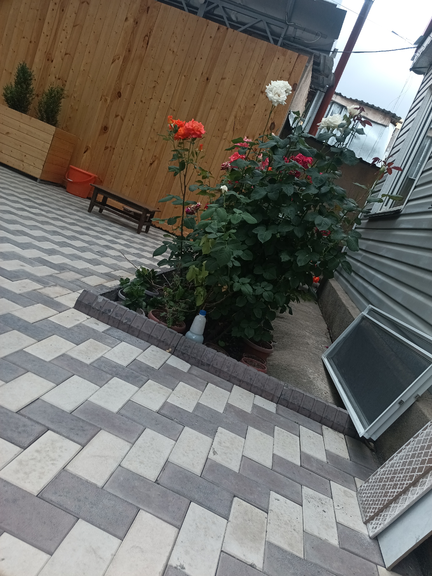 The image captures a narrow courtyard or alleyway with a patterned paving stone floor composed of light and dark grey rectangular stones. A dense rose bush with red, pink, and white flowers is a prominent feature, planted in a raised border of darker stones. To the left, a wooden fence encloses the space, with two wooden planter boxes containing small green shrubs. An orange bucket and a wooden bench are visible near the fence. To the right, a grey metal-clad building runs parallel to the alley. An open window with a screen and a detached window screen are leaning against the building. A white plastic bottle rests near the rose bush. The scene appears to be an outdoor residential or commercial area in Karakol City, Kyrgyzstan, likely during daylight.