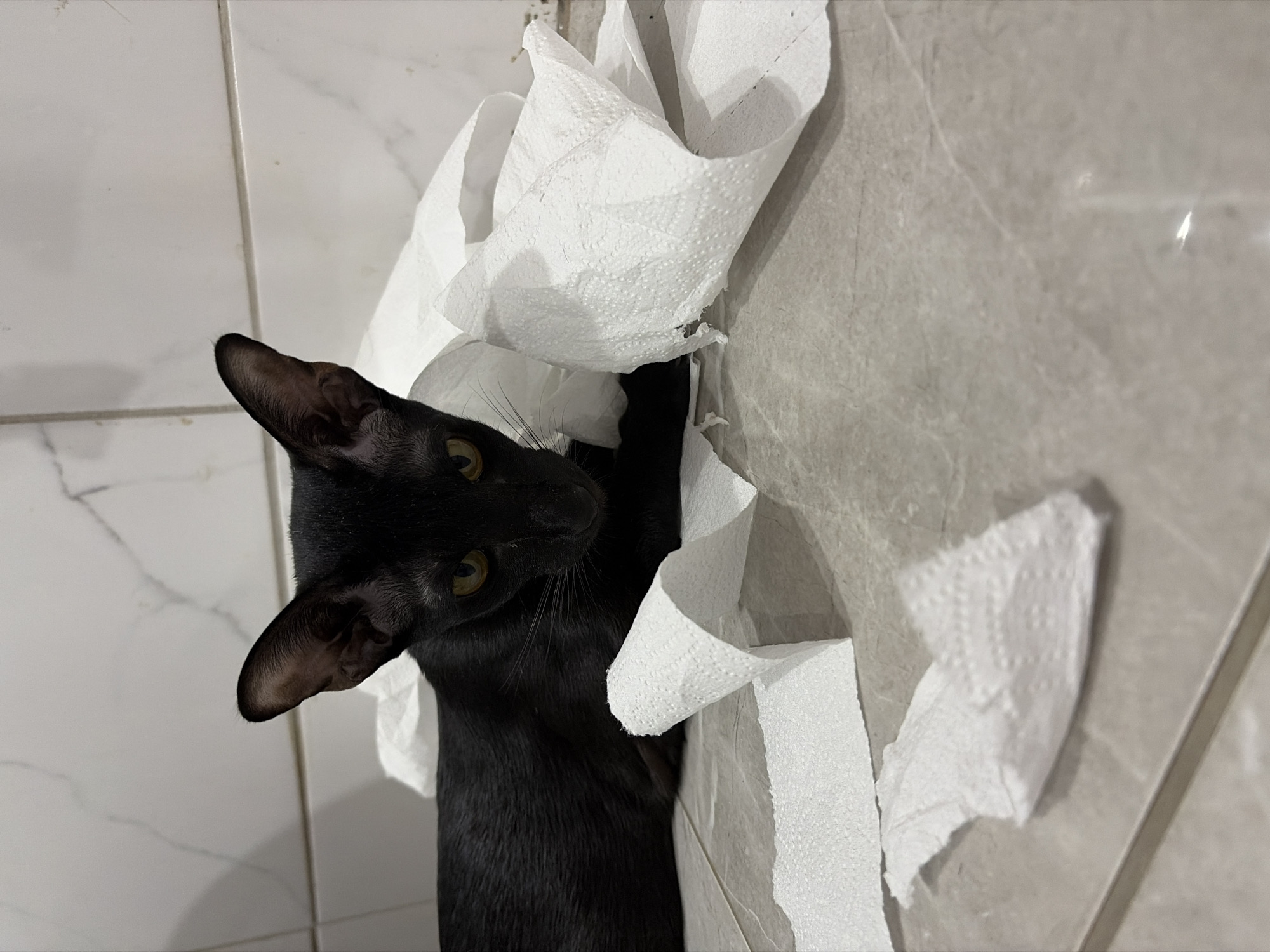 A black cat is playing with a roll of toilet paper. The scene is likely located in a bathroom, based on the background of tiled walls. The cat's fur is sleek and black, and it has alert, yellow eyes. The toilet paper is white and crumpled, scattered around the cat. The scene is indoors and well-lit. The location in the city of Chaikovsky, Russia is unknown and cannot be determined from the image.