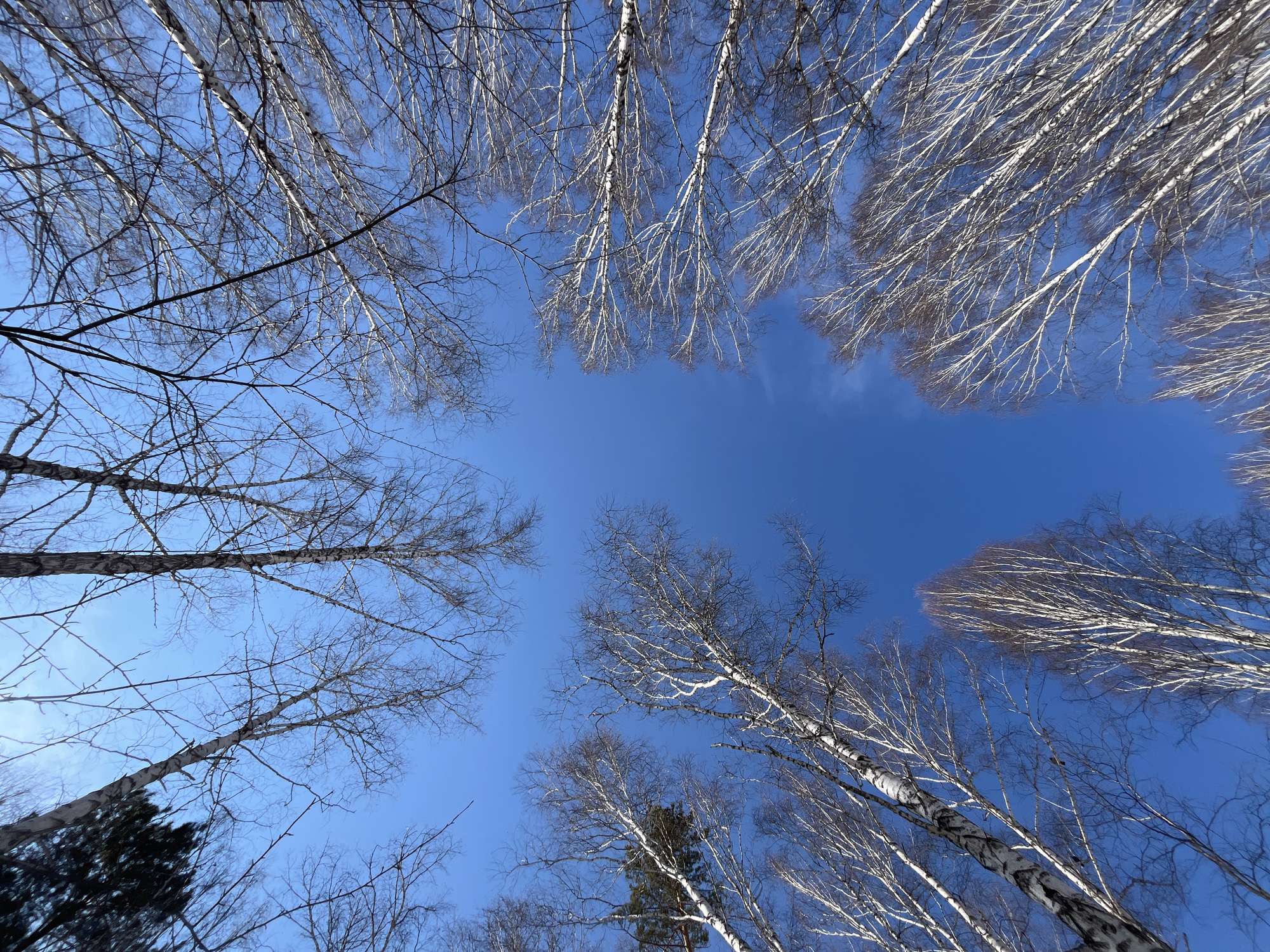 The image depicts a view looking up through bare tree branches against a clear, bright blue sky. The trees appear to be birch trees, identifiable by their white bark. The absence of leaves suggests it is winter or early spring. Given the prompt's reference to Krasnoyarsk, Russia, the location is likely a wooded area in or near the city. There are no people visible.