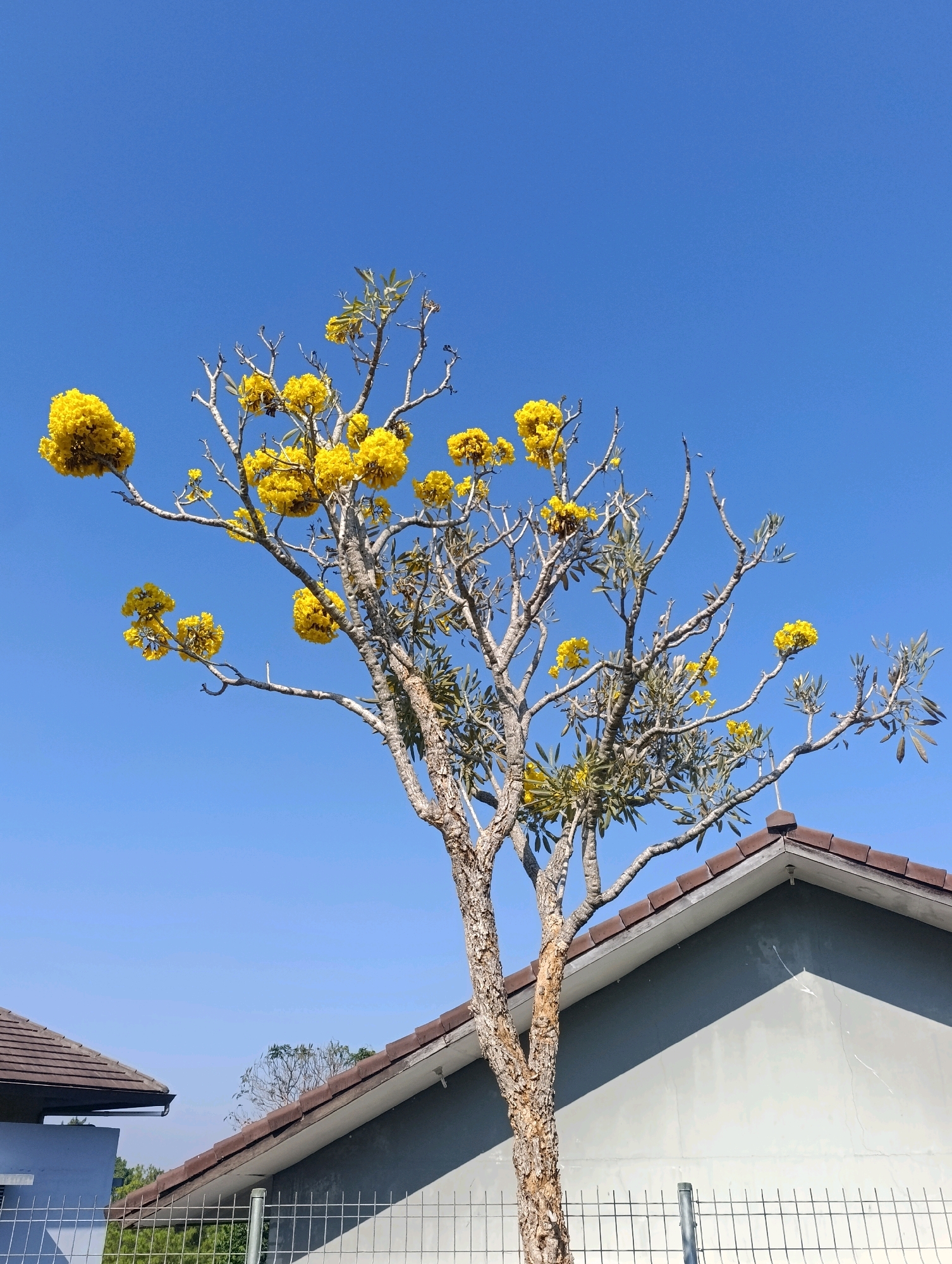 An image taken in Cihanjuang, Indonesia shows a close-up of a flowering tree against a clear blue sky. The tree has a rough, light-brown trunk and branches adorned with bright yellow flowers. In the background, the roof of a gray house with brown tiles is visible, along with a section of a wire fence in the foreground.