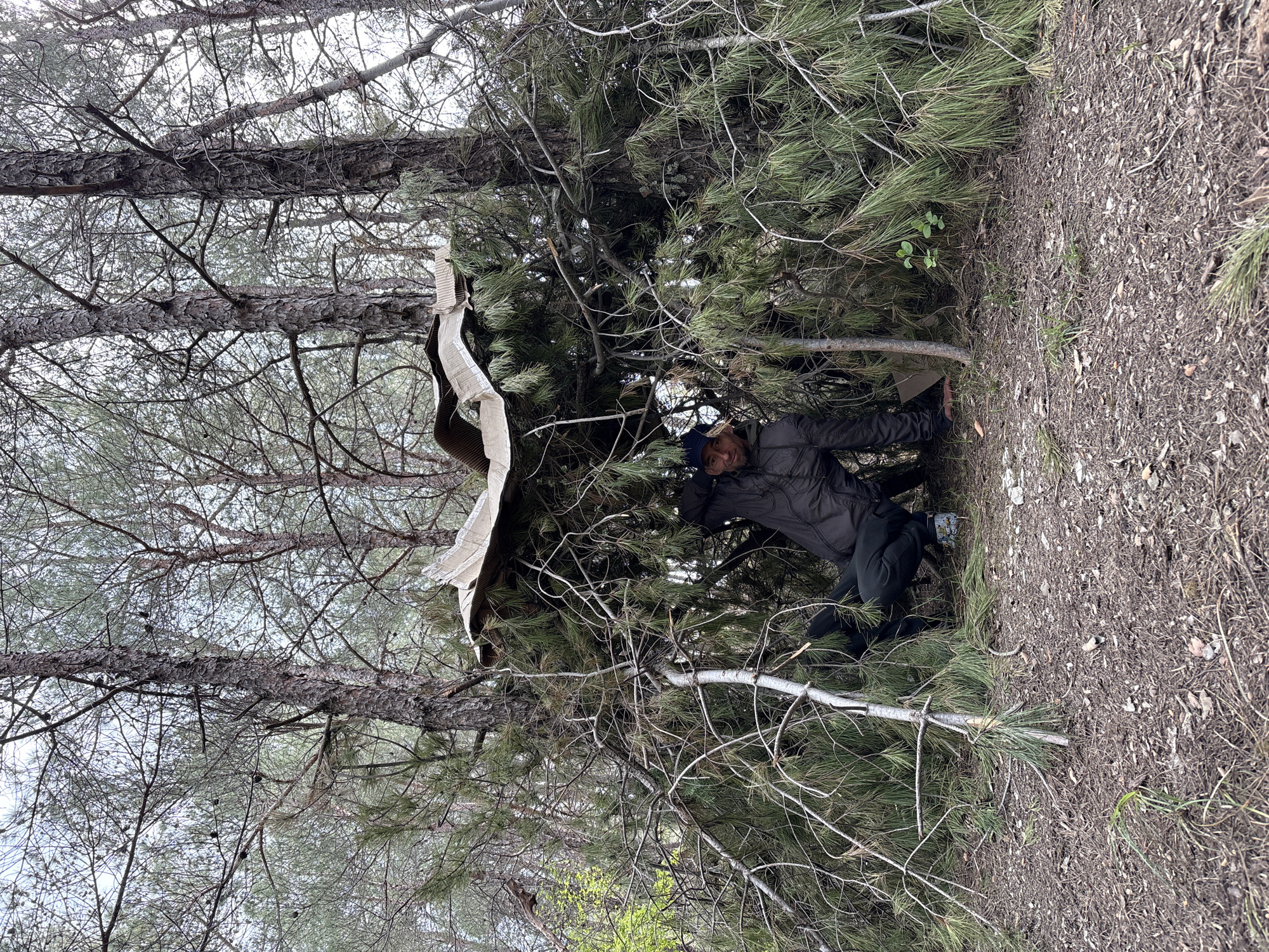 An adult male is partially concealed within a dense pine forest in Gelendzhik, Russia, under an overcast sky. The man is positioned in the lower right quadrant of the image, crouching or kneeling amidst thick green pine branches and needles. He wears a dark jacket, dark pants, and a blue baseball cap, looking directly at the camera with a neutral expression.
The scene depicts a woodland environment, characterized by numerous tall pine trees with dark, textured trunks and branches extending against a diffused, light-grey sky. The forest floor, visible in the foreground and lower left, is covered with a mixture of dry pine needles, brown dirt, and scattered green undergrowth. A piece of light-colored, possibly corrugated material or tattered fabric, hangs from a pine branch on the left side of the image.
The soft, diffused daylight suggests a cloudy day. The overall impression is one of being deep within a natural, secluded forest. No visible text is present.