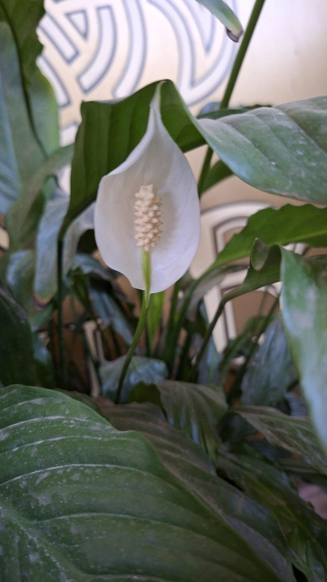 The image is a close-up, low-angle shot of a single white peace lily flower in bloom, set against a backdrop of its lush green foliage. The flower's spathe, a distinctive white, hooded structure, is prominent, with a creamy-white spadix emerging from its center, textured like tiny beads. The leaves are broad, dark green, and appear somewhat dusty, suggesting they are indoor plants. The background is softly blurred, revealing a wall with a light-colored, abstract pattern in shades of off-white and muted blue-grey. The overall impression is one of domestic tranquility. There are no people or animals visible in the image.
While the image depicts a common household plant, there is no specific information within the visual data to pinpoint its location to the city of Chișinău, Moldova. The scene is generic and could be found in any urban or suburban dwelling with indoor plants.
