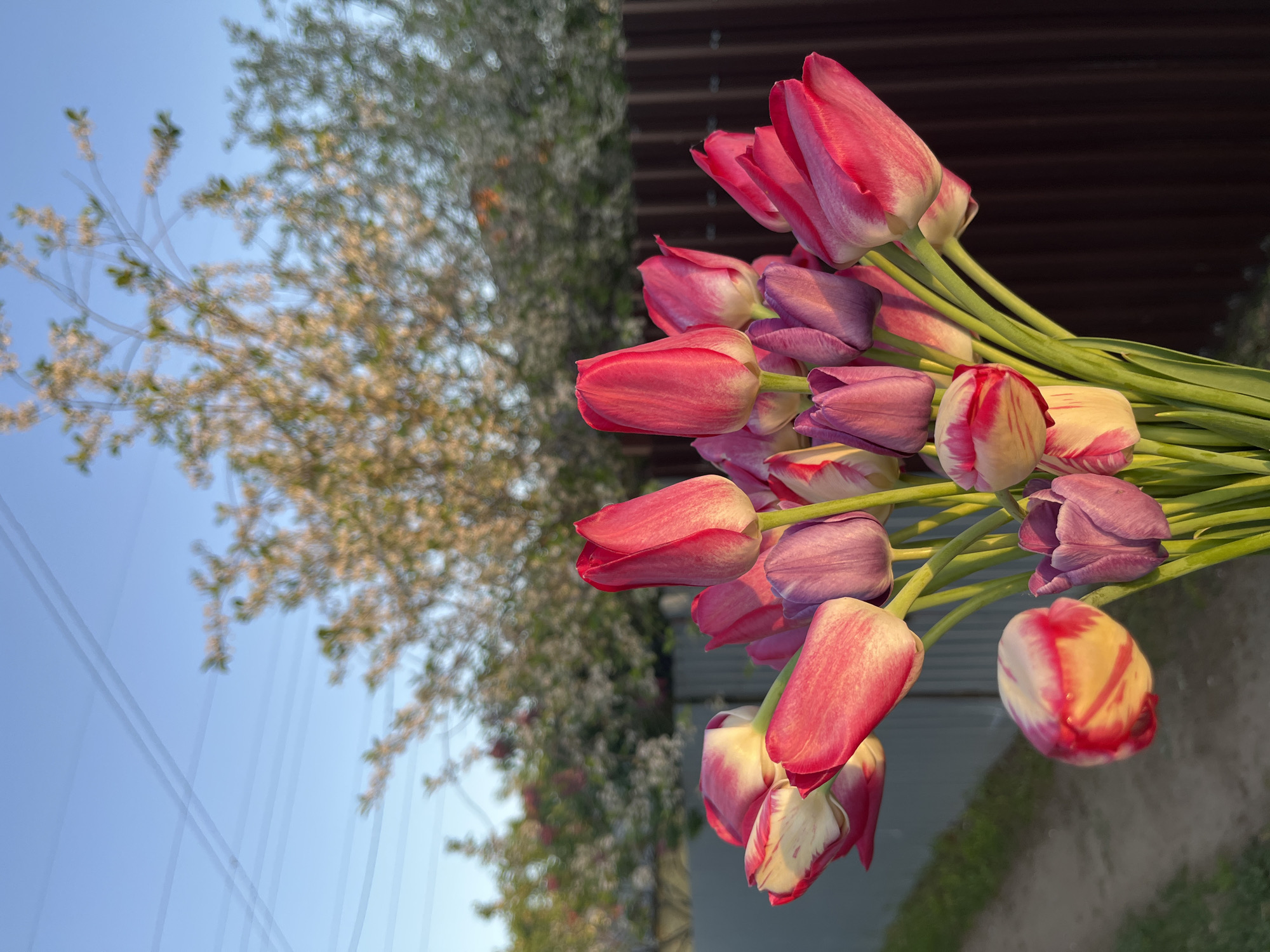 A bouquet of tulips, predominantly red and purple, is the central focus of the image, with some tulips showing a white and red color pattern. The stems of the tulips are green and create a linear element within the bouquet. In the background to the left of the flowers, there's a tree with blossoming white flowers against a pale blue sky. Power lines run across the sky in the background. To the right, a dark brown corrugated fence provides a contrasting backdrop. The lighting suggests it's either early morning or late afternoon. The location details are Chaikovsky, Russia. However, based on the imagery alone, confirmation cannot be guaranteed.