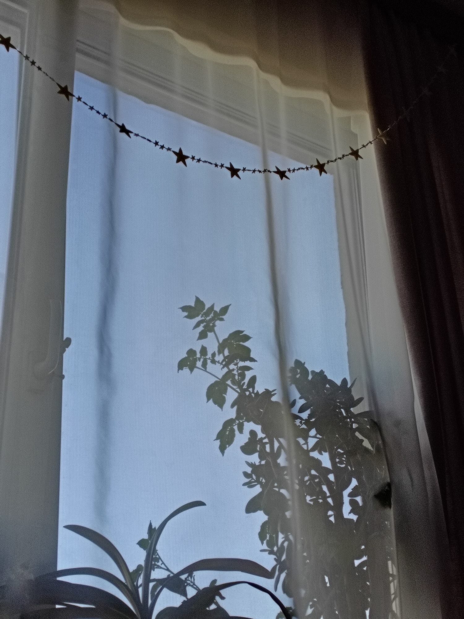 The image shows a window with sheer white curtains and a heavier brown curtain on the right. A string of star-shaped decorations hangs across the top of the window frame. The silhouette of a plant is visible in the lower half of the window, suggesting it is placed on a window sill. The window view appears to be a cloudy sky. The location is likely an interior room within a building and based on the prompt is in Moscow, Russia, but no specific identifiable features confirm this location. No people are visible.