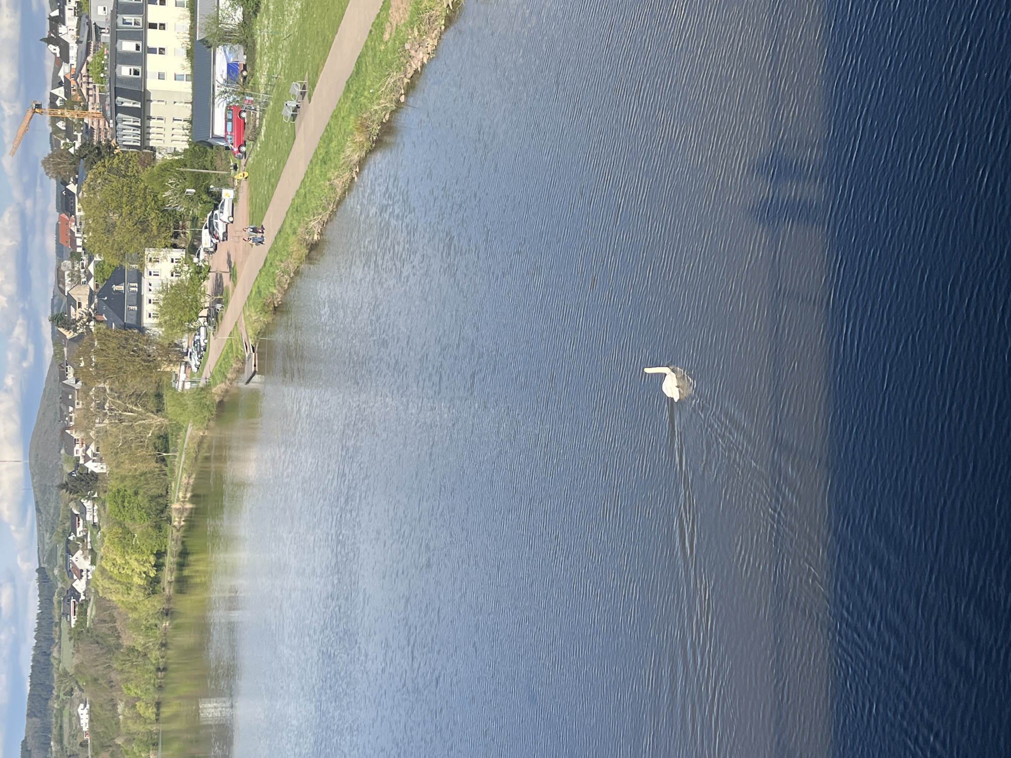 A high-angle shot captures a section of the Saar River in Saarburg, Germany. The river's surface transitions from lighter reflections to darker, shadowed waters. On the river's edge is a walkway and a narrow strip of grass, lined with trees, and homes. A single swan floats in the middle of the river, leaving a subtle wake behind it.