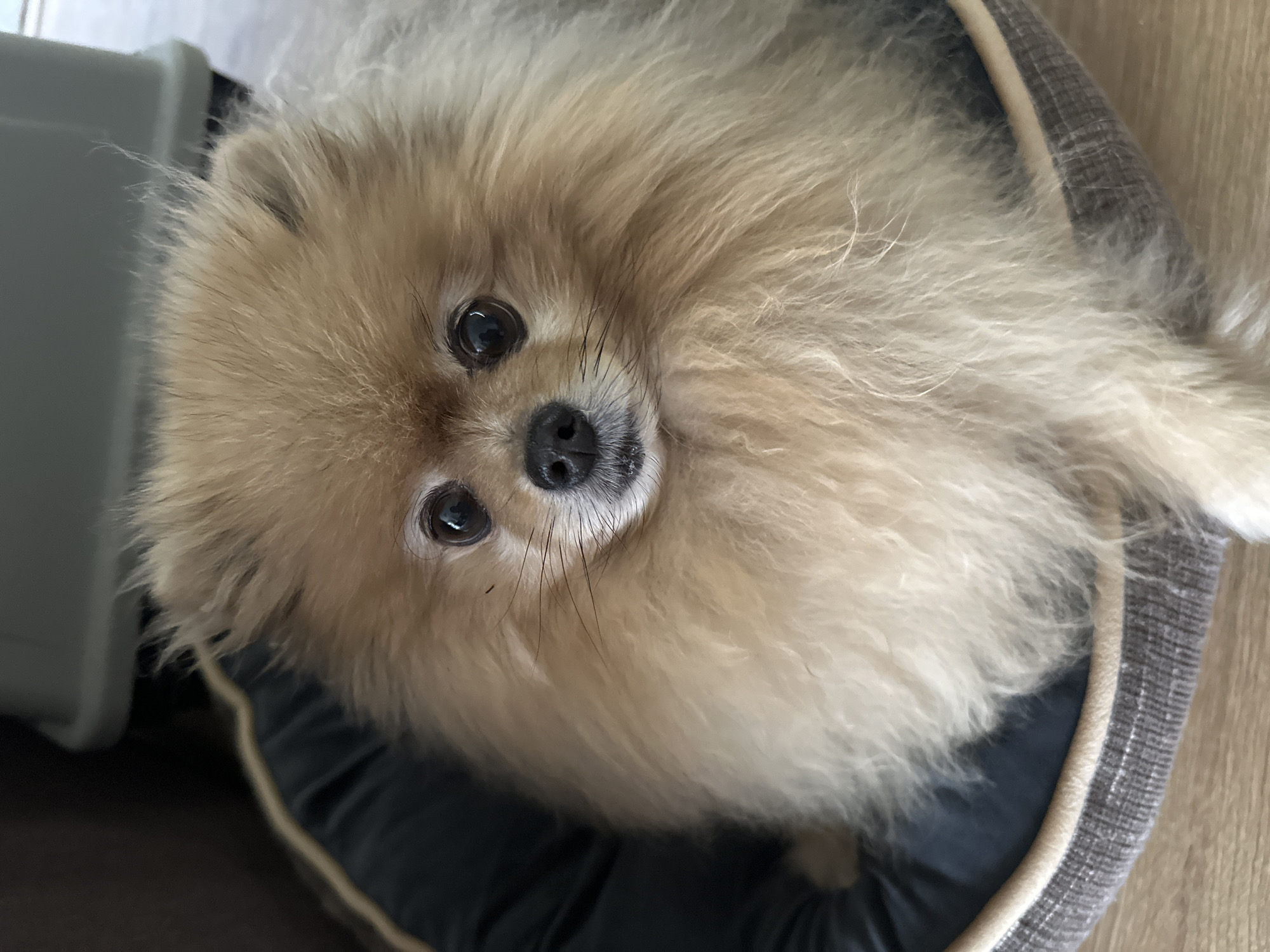 This is a close-up, top-down shot of a Pomeranian dog lying in its bed. The dog has fluffy, light brown fur and dark, expressive eyes. Its nose is black, and some black whiskers are visible. The dog appears relaxed and is looking directly at the camera. The bed is dark gray with a lighter trim and is placed on a wooden floor. To the left of the dog's bed, a light gray object, possibly a carrier or crate, is partially visible. The lighting suggests it could be daytime, and there are no strong indicators of specific weather conditions or the time of day beyond that. The emotion conveyed by the dog is one of gentle curiosity or contentment. There is no visible text in the image. The context provided indicates the location is Klaipėda, Lithuania.