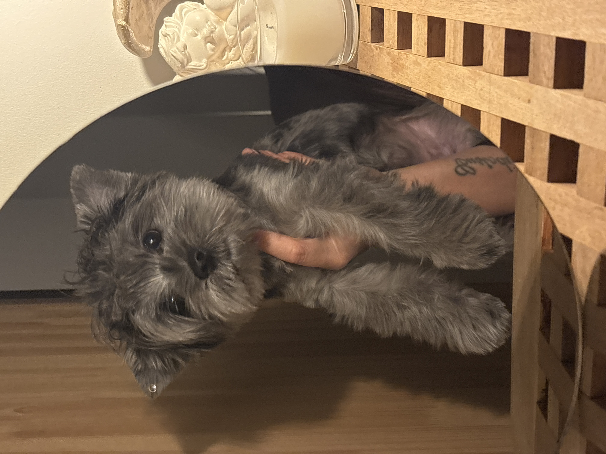 A gray Schnauzer dog is held upside down under a decorative wooden structure, potentially a table or shelf. A hand with a tattoo is visible holding the dog. The background includes a cream-colored surface with decorative elements such as a sculpted angel and a candle. The flooring is light brown wood. The scene suggests an indoor environment with casual interaction between the dog and its owner. It is not possible to confirm the location of Chaikovsky, Russia with the available information.