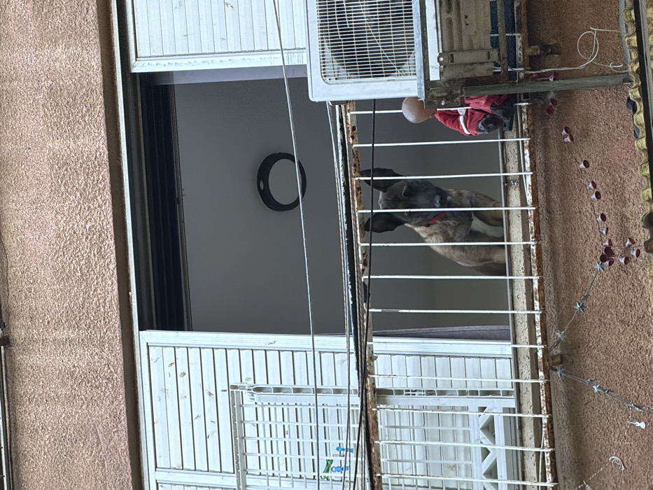 This image depicts a segment of a multi-story residential building facade in an urban environment, identified as Tel-Aviv, Israel. The primary focus is on a balcony and the floor directly above it.
On a lower balcony, a brindle-coated dog, consistent with a Belgian Malinois or similar breed, with a red collar, is positioned towards the center-left, looking downwards over a white, vertically barred metal railing that exhibits signs of rust. To the right of the dog, on the same balcony, a bald-headed doll or mannequin, dressed in a red outfit, is perched on the balcony's outer edge, near an external air conditioning unit. The air conditioning unit is white, with a visible fan grille, and is mounted to the building below the balcony ledge. Below this balcony, a string of red bell-shaped lights and white star/moon-shaped ornaments hangs.
The building's exterior features a coarse, textured facade in a peach or light brown hue. Above the balcony, a window is fully open, revealing an interior room with a white ceiling and a dark circular light fixture. To the far left, another window is partially covered by white horizontal slat blinds. Multiple utility lines run horizontally across the scene at varying heights, some appearing to cross in front of the balcony railing.