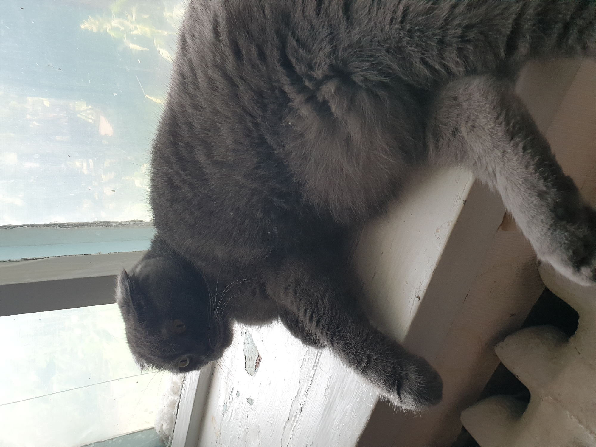 A grey cat with folded ears lies on a white windowsill. The cat's body is angled towards the right of the frame, with its head turned to the left. The cat's left paw is extended forward, resting on the sill. Behind the cat, a windowpane shows a blurred view of greenery. In the lower left of the frame, a portion of a white radiator is visible. The windowsill appears worn, with peeling paint. The overall setting suggests an indoor environment, likely a residential space in Lozovyi Yar, Ukraine, near a window.