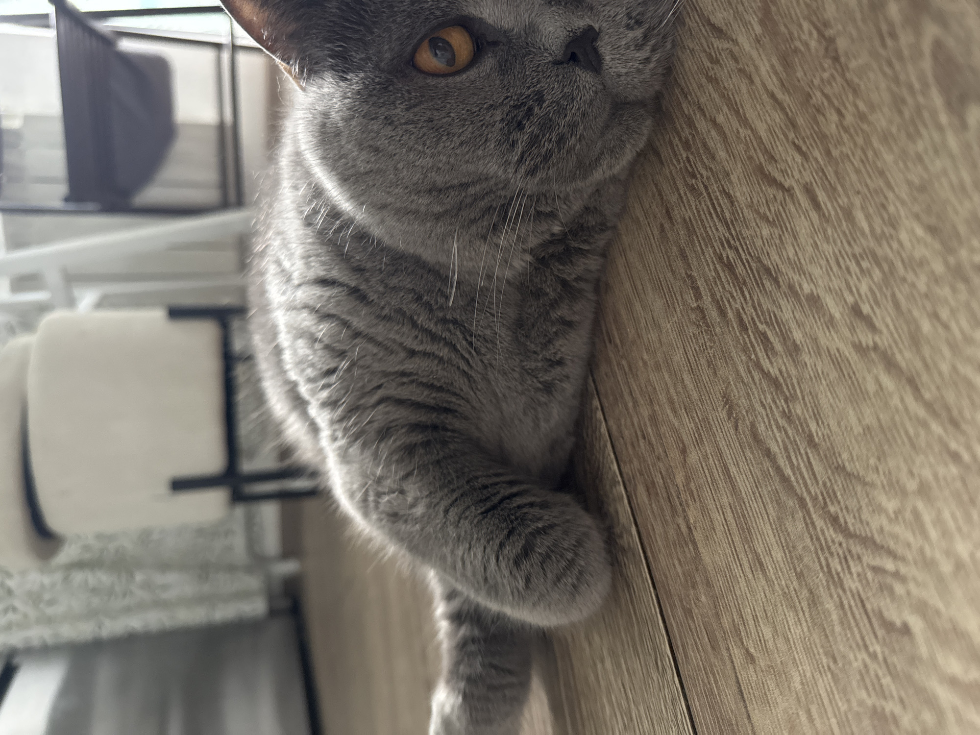 This is a close-up, angled shot of a grey British Shorthair cat resting on a wooden surface. The cat's face is partially visible, with one large, orange eye looking upwards. Its fur is short and dense, with subtle tabby markings visible on its head and body. One of its front paws is curled neatly on its chest, while its body extends down and out of frame, implying it is lying down. The wooden surface appears to be a floor or table, with a visible wood grain pattern. In the blurred background, there are hints of indoor furniture, including what looks like a white shelving unit or cabinet. The lighting suggests it is daytime, possibly with natural light coming from a window, casting soft shadows. The overall mood is peaceful and relaxed, capturing a moment of quiet repose for the cat. There is no visible text in the image.