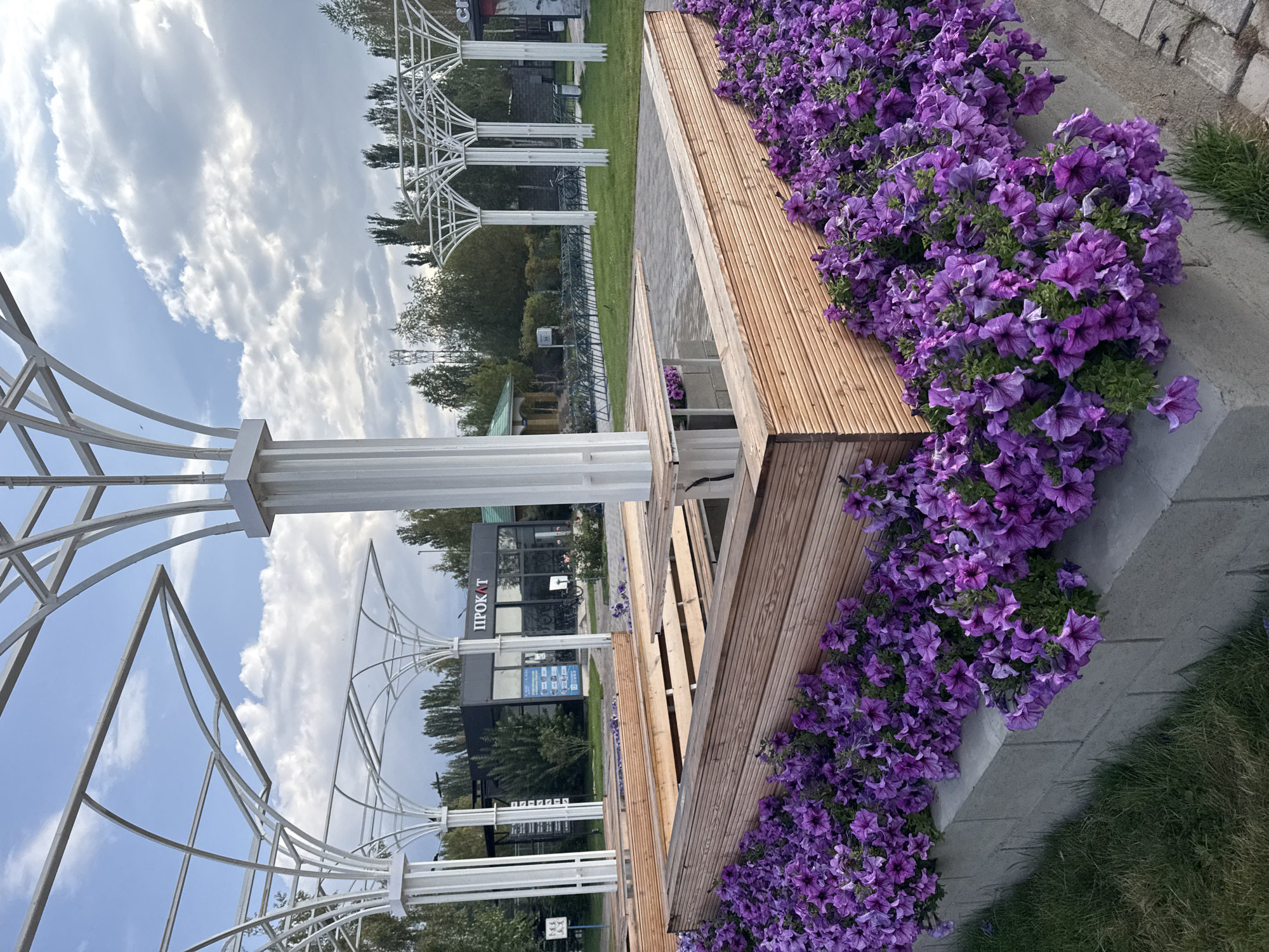The image captures an outdoor seating area in Sary-Oy, Kyrgyzstan, featuring a modern, open-air pavilion with a white, tree-like metal structure supporting a canopy. Beneath the pavilion, there are wooden benches and tables arranged around a central support column. The seating area is surrounded by a low concrete wall overflowing with vibrant purple petunias. In the background, a building with the Cyrillic word "ПРОКАТ" (rental) is visible, suggesting it might be a rental service, possibly for bicycles given the racks of bicycles visible behind the pavilion. The surrounding environment appears to be a park or recreational area, with grass, trees, and a cloudy sky overhead. The scene is well-maintained and suggests a public space designed for relaxation and leisure.