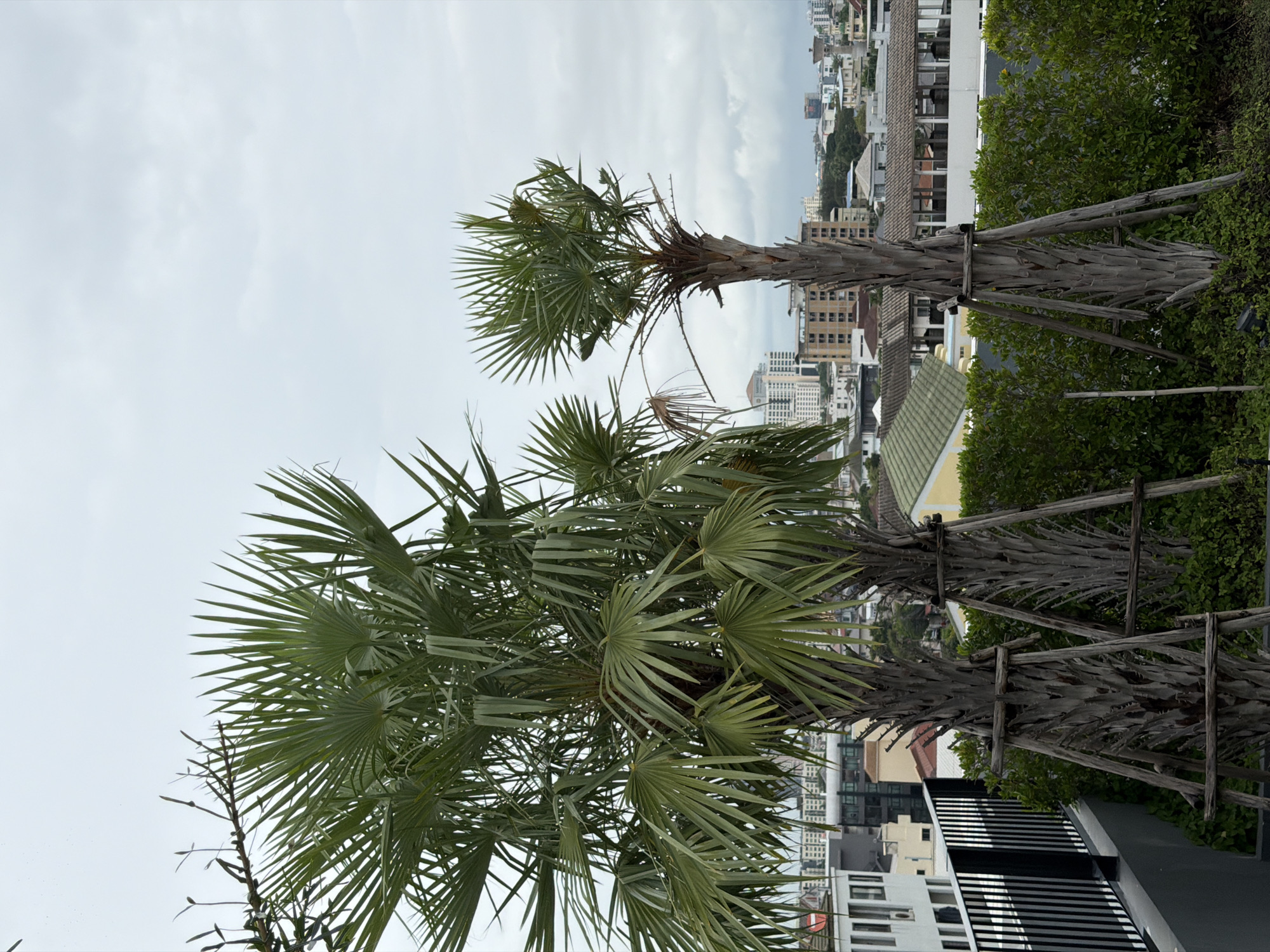 Two palm trees with split fronds are prominently featured in the foreground of this image, set against a backdrop of a city skyline under an overcast sky. The trees are supported by wooden stakes, indicating they may have been recently planted or are undergoing maintenance. A black metal railing runs along the left side of the image, bordering a grey concrete structure. Behind the palm trees, a dense green hedge forms a lower layer, with various buildings, including residential and commercial structures, stretching into the distance. The city appears to be densely populated with a mix of low-rise and high-rise buildings. The lighting suggests it is daytime, but the cloudy conditions create a diffused and somewhat muted light. The overall impression is of an urban environment where greenery is integrated, possibly on a rooftop or elevated terrace, overlooking a bustling city. The city depicted is Bangkok, Thailand.