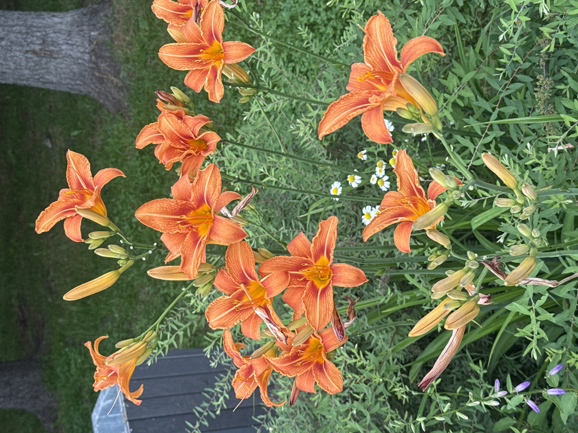 An outdoor, medium shot captures a cluster of bright orange daylily flowers in full bloom, interspersed with buds, set against a backdrop of lush green foliage. In the upper left corner, a dark grey, weathered wooden structure is partially visible, and a portion of a large tree trunk, textured with rough bark, stands in the background to the right. The scene is illuminated by natural daylight, creating soft shadows and highlighting the vibrant colors of the flowers. The composition is balanced, with the flowers occupying the majority of the frame.