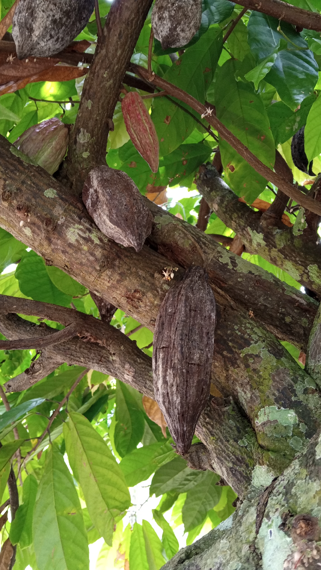 In Arabungong, Indonesia, a close-up, eye-level, outdoor shot captures a cacao tree laden with ripening pods. The pods are of varying colors, ranging from a pale green to a deep reddish-brown, and exhibit textured, ridged exteriors. They are attached directly to the thick, gnarled branches of the tree, which are covered in patches of green moss. Lush green leaves form a dense canopy, some obscuring the view of the pods and branches, while others are caught in the sunlight. The overall impression is of a healthy, mature cacao tree in a tropical environment. There are no people or animals visible in the frame.