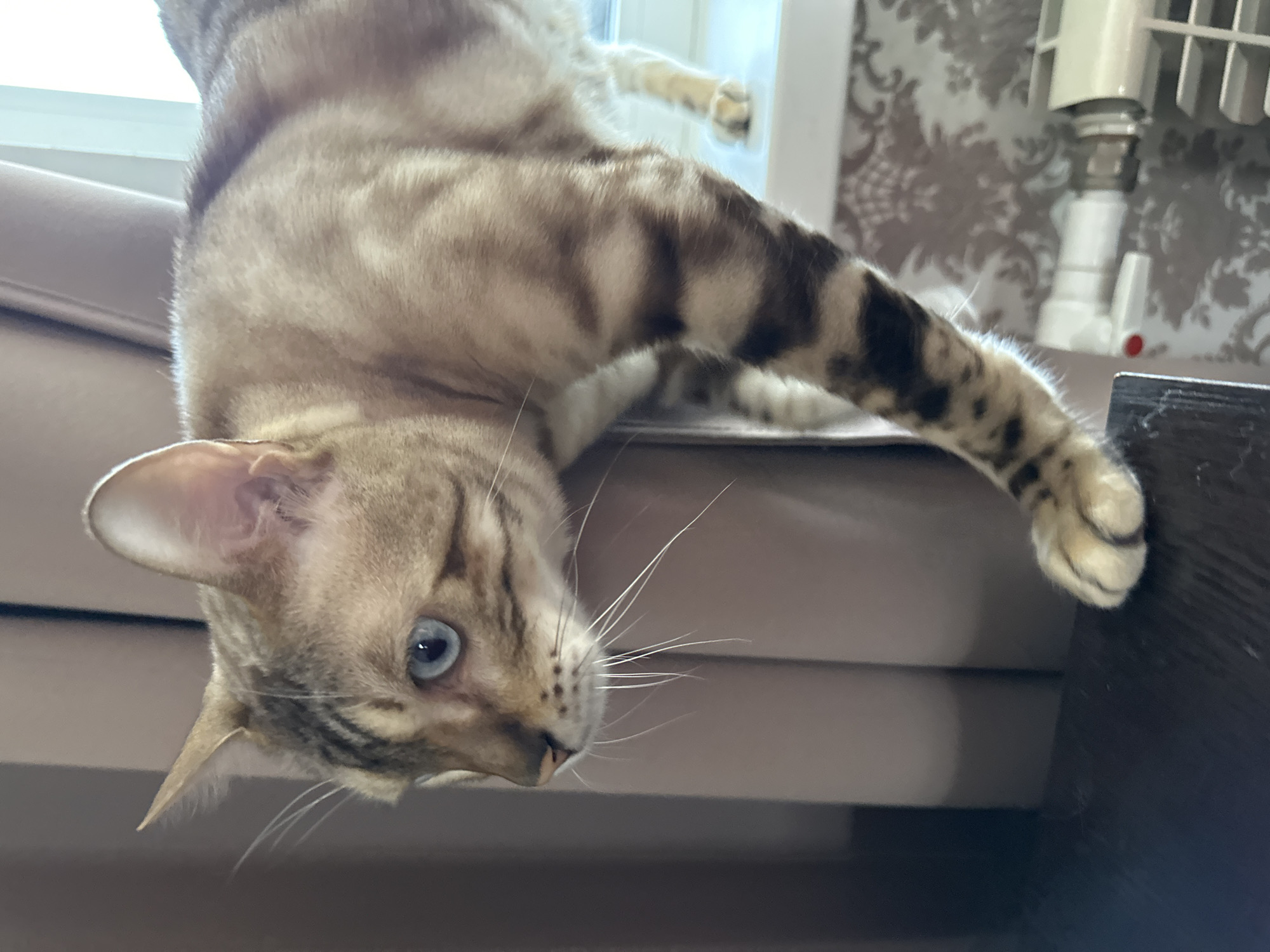 A Bengal cat with blue eyes is on a windowsill, looking to the left. The cat has brown and black spots on its fur. The windowsill is white and there is a white radiator with a gray floral pattern behind it. The cat is on the left side of the image, and the radiator is on the right. The background is a blurry brown curtain. The image was taken in a room in Energetik, Russia.