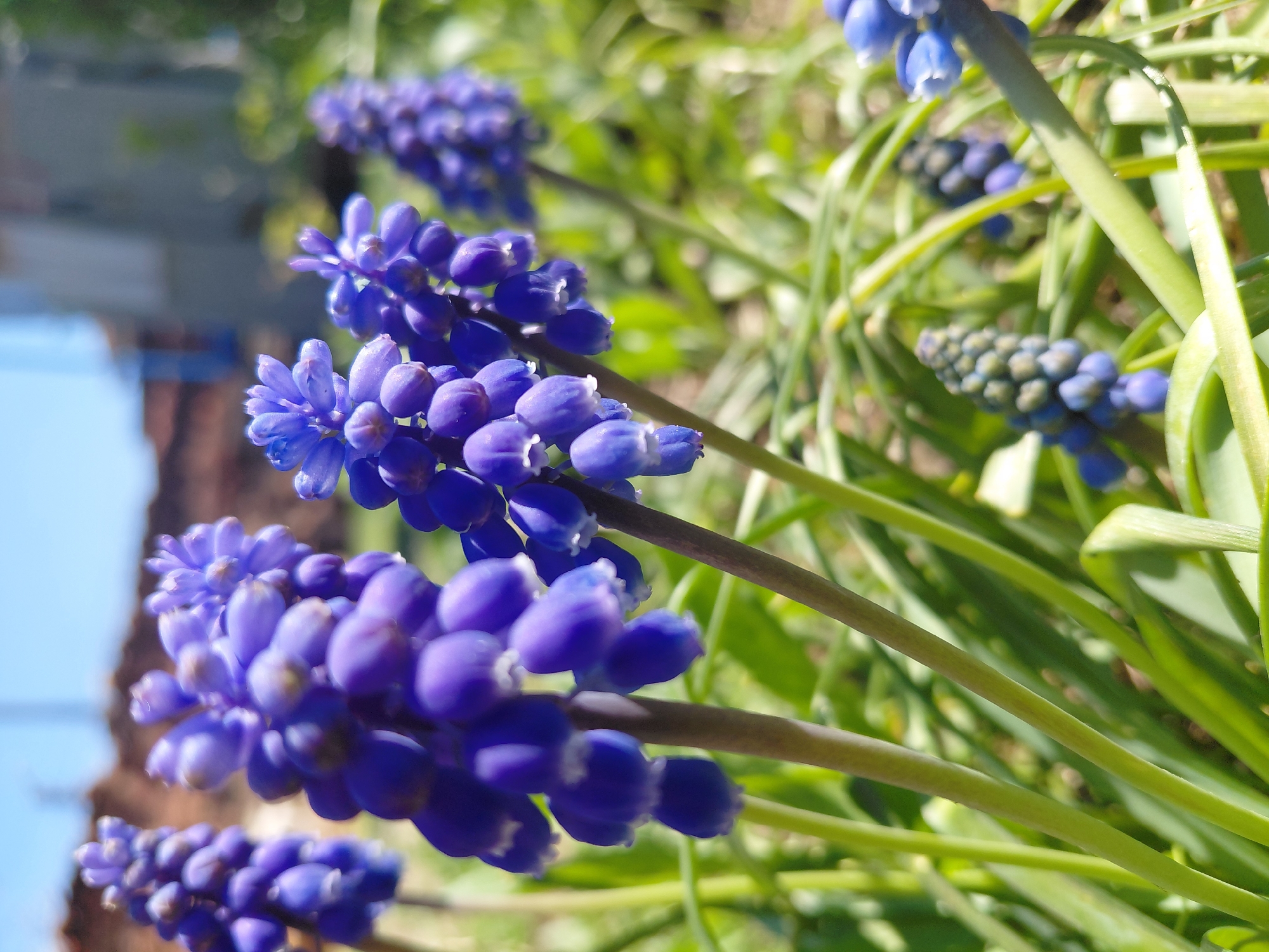 A close-up, eye-level shot depicts a cluster of vibrant purple grape hyacinth flowers (Muscari) in full bloom. The blossoms are densely packed, bell-shaped, and arranged along green stalks. The background is a mixture of green grass-like foliage and out-of-focus urban elements, possibly parts of a building with blue and brown hues. The light suggests a sunny outdoor setting. The location is presumed to be Samovodene, Bulgaria.