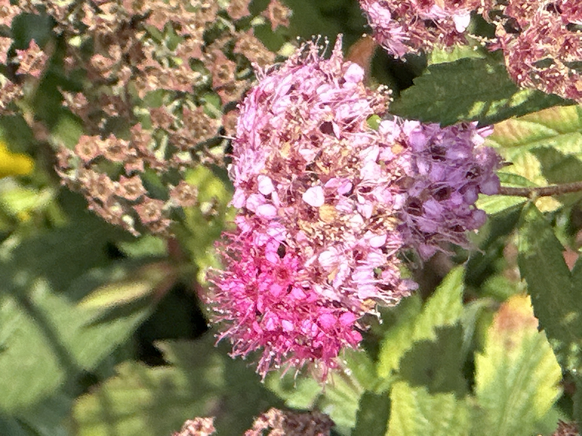 The image shows a close-up of a pink and purple flower cluster, likely in a garden setting, with green leaves and blurred brown flower heads in the background. There are no people or discernible man-made structures visible. The lighting suggests it is daytime, possibly outdoors. Without further context or identifying markers, it is impossible to determine the specific location within the city of Podolsk, Russia.