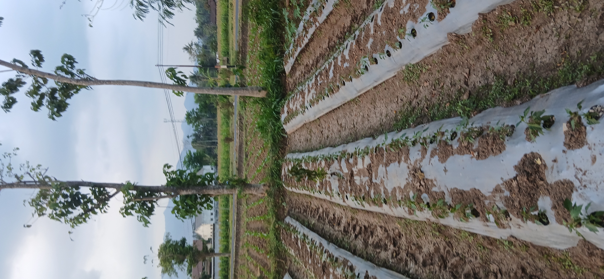 A landscape photograph captures rows of young plants growing in a field, likely in Sekarputih, Indonesia, during the late afternoon or early morning. The sky is overcast with a mix of light and dark gray clouds. In the foreground, several raised beds are covered with gray plastic mulch, with small green plants emerging from holes in the plastic. The soil between the rows is dry and appears to be tilled.
Two tall, slender trees with sparse green leaves stand prominently in the middle ground. Behind the field of young plants, a road separates it from a larger field of green crops, possibly rice paddies or corn. In the far background, there are buildings with white walls, more trees, and distant hills or mountains. Electrical poles and wires are visible against the sky. The overall impression is of an agricultural landscape under a subdued sky. There are no people or animals visible in the image.
