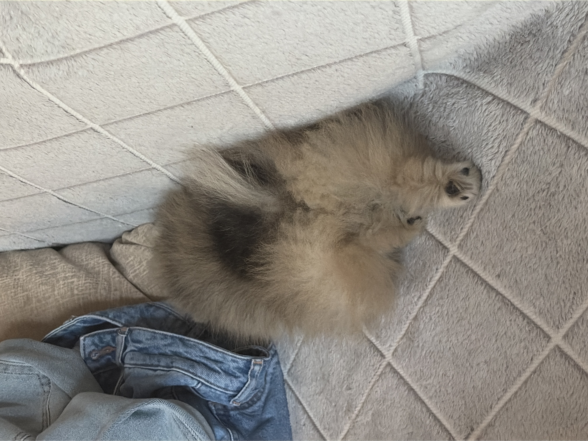 The image depicts a small, fluffy canine, consistent with a Pomeranian breed, resting on a textured, light gray quilted fabric surface, likely a sofa or blanket. The animal's posterior faces the viewer, displaying light brown fur with a darker brown patch along its back, and one hind paw with visible black paw pads is positioned at the bottom center. To the upper left of the dog, a crumpled mass of light blue denim material, characteristic of jeans or a jacket, lies on a contrasting beige upholstered surface. The immediate environment is an indoor setting with soft, ambient illumination. No human subjects are visible. The specific geographical location, including the city of Saint Petersburg, Russia, cannot be determined from the visual information provided in the image.