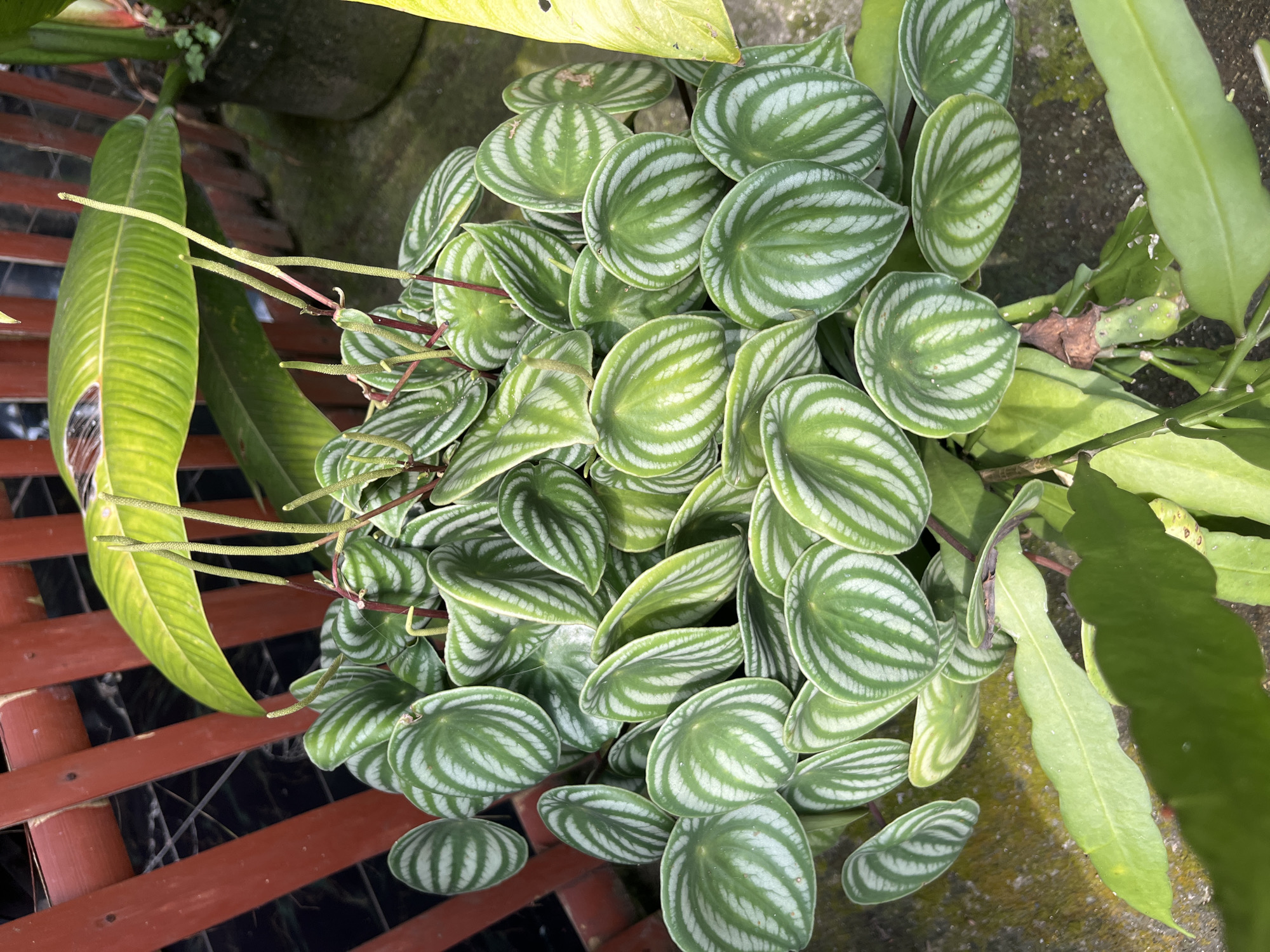 A high-angle shot of a collection of plants outdoors. The central focus is on a Peperomia argyreia, commonly known as a watermelon peperomia, characterized by its round leaves with distinctive green and silver stripes resembling a watermelon rind. Interspersed among the watermelon peperomia are leaves from other plants, including long, green leaves with visible veins, and part of a yellowing leaf. The plants are situated near a reddish-brown, partially visible, wooden structure. The setting appears to be outdoors in Kranggan, Indonesia.