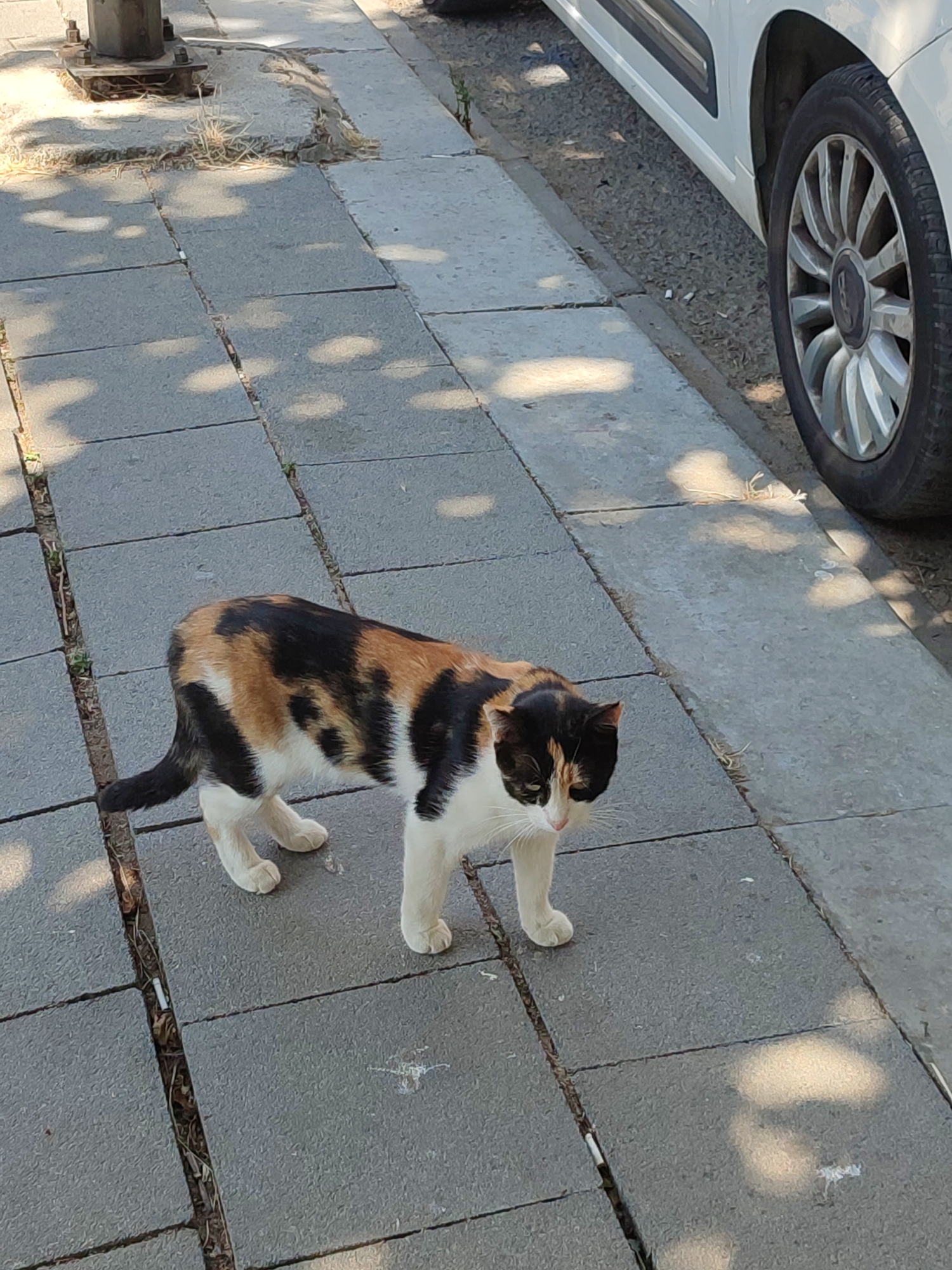 A calico cat with black, white, and orange patches stands on a paved sidewalk in Kadıköy, Turkey. The cat is facing the right side of the frame, with its head slightly lowered and looking downwards. Its tail is black and extends to the left. The sidewalk is made of square gray concrete tiles with visible seams. Sunlight casts dappled shadows from unseen trees onto the pavement. To the right of the sidewalk is a street with a white car parked alongside, its front wheel and rim clearly visible. The ground next to the street appears to be gravel. The scene is set in an urban outdoor environment.