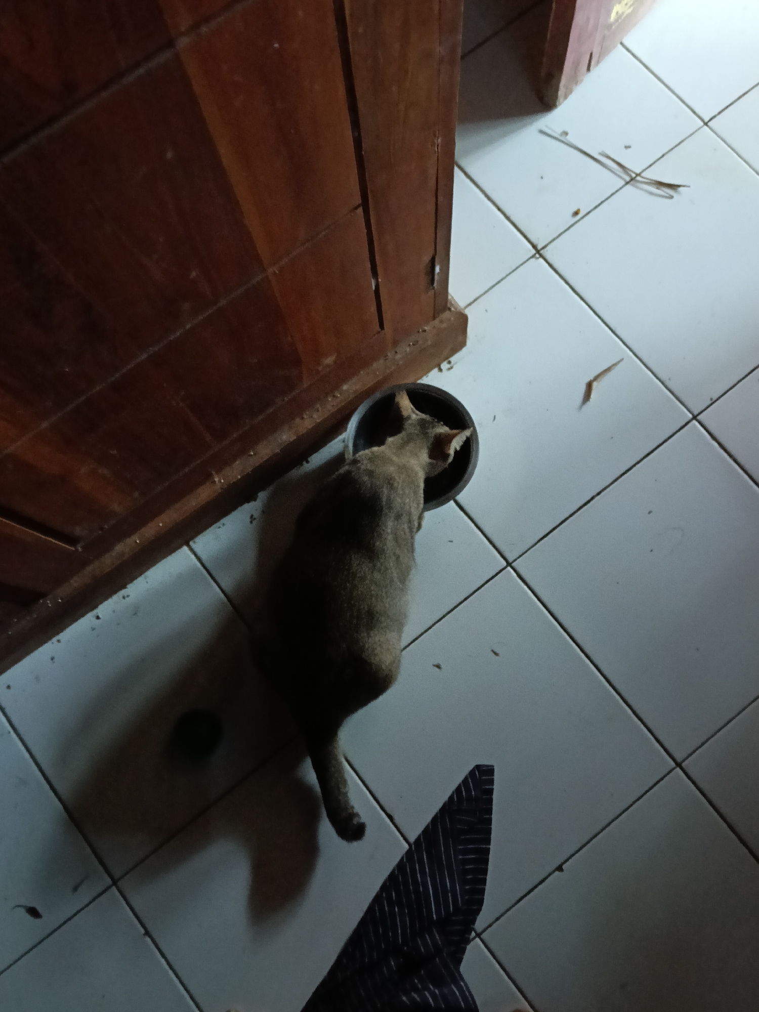 A medium-sized, short-haired cat with tabby markings is eating from a black bowl on a tiled floor. The cat is positioned in the center of the frame, facing away from the viewer and towards the bowl. The floor is made of light-colored square tiles. To the left of the cat is a dark brown wooden cabinet. To the right of the cat, a dark piece of fabric with white pinstripes is visible in the foreground, possibly a piece of clothing. The scene appears to be indoors, in a residential setting.