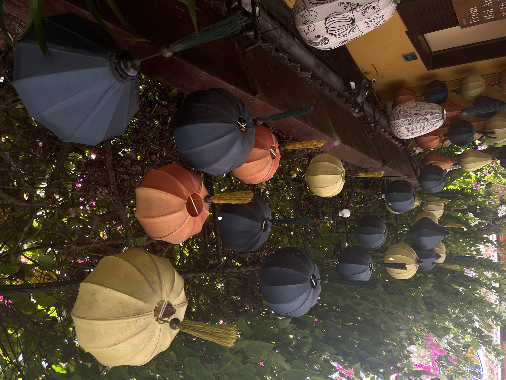 The image displays a vibrant overhead view of numerous decorative lanterns and lush foliage, captured from a low-angle perspective. The scene is oriented such that a building facade runs along the right side of the frame, while the lanterns and greenery extend across the rest of the image.
The main subjects are the hanging lanterns, which are diverse in shape and color. Many are round, accordion-style lanterns in shades of blue-grey, orange, and pale yellow, often adorned with contrasting green or yellow tassels. Interspersed among these are several white, elongated oval lanterns featuring unique black line drawings of cacti. The lanterns are suspended from a dark wooden beam structure, which is largely obscured by a dense canopy of green leaves and branches. Clusters of small pink and white flowers can be seen among the foliage, particularly towards the bottom right of the image.
To the right, a part of a building is visible, characterized by a bright yellow-painted wall and a dark brown wooden shutter or window frame. A light-colored rectangular sign is affixed to the yellow wall, with the text "FROM Hoi An" and "SUNDAY" clearly readable. Small, exposed light bulbs, suggesting string lights, are woven into the display.
The setting evokes a decorative and culturally rich atmosphere, characteristic of a street or market in Hội An Ward, Vietnam. The natural light indicates it is daytime, though the presence of string lights suggests the display is also enjoyed after dusk. No people are visible in the frame.