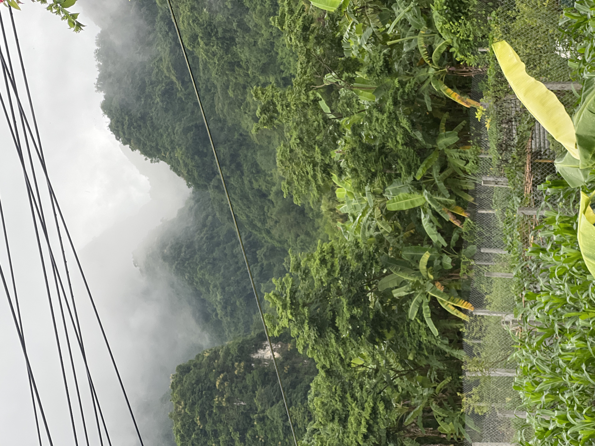 The image depicts a lush, green landscape in Sơn Dương Commune, Vietnam. In the foreground, a field of young corn plants stretches across the bottom of the frame, partially obscured by a large, bright yellow banana leaf in the lower right corner. Behind the corn, a wire mesh fence runs horizontally, with concrete posts supporting it. Beyond the fence, a dense collection of banana trees and other tropical foliage dominates the mid-ground. Towering in the background are mist-shrouded, verdant mountains, their slopes covered in thick vegetation. A series of dark wires, likely power lines or telephone cables, stretch across the upper portion of the image, cutting through the misty mountain scenery. The overall impression is one of a humid, tropical environment, likely after or during rainfall, given the overcast sky and the prevalence of lush green growth. There are no people visible in the image.