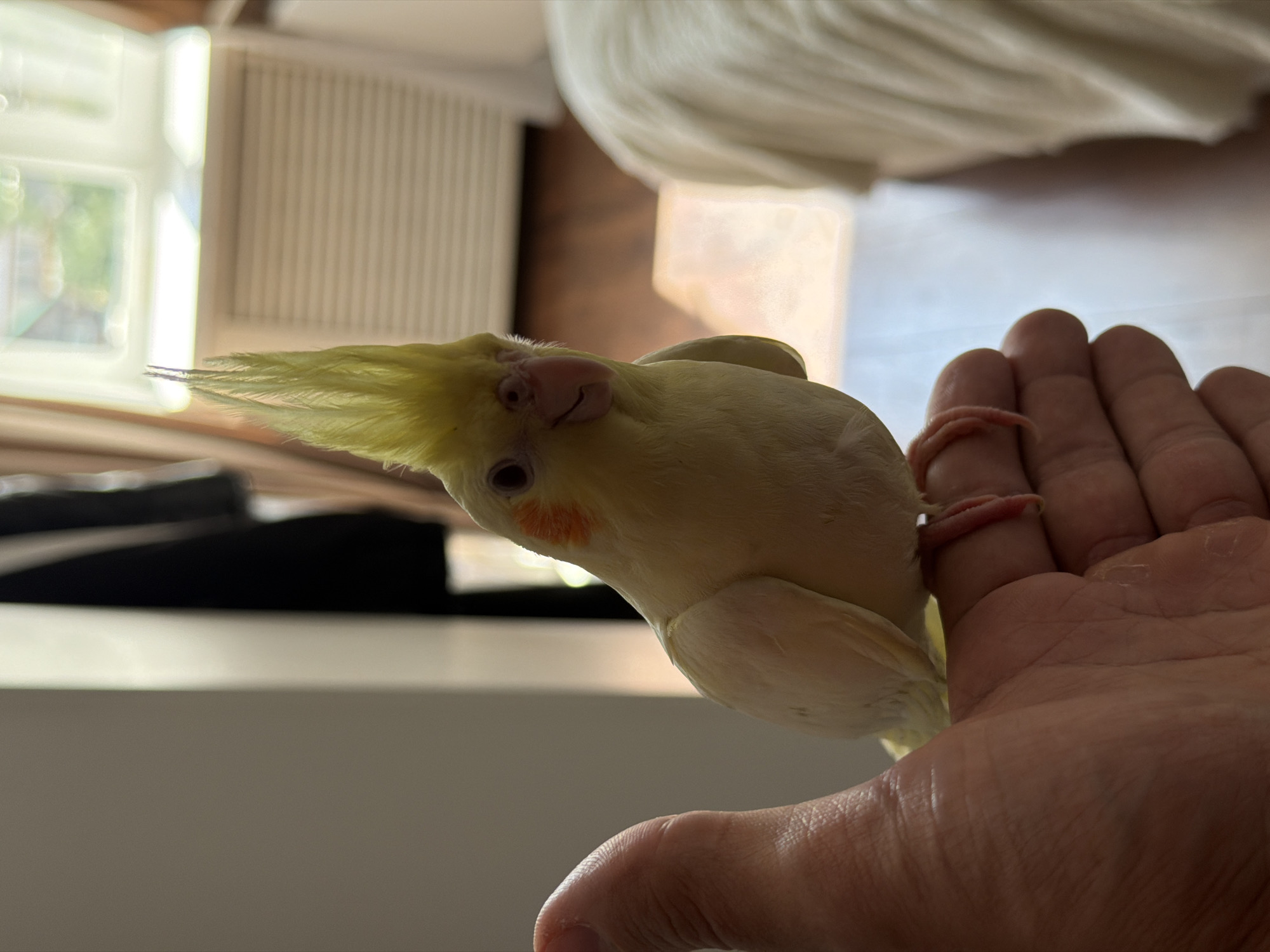 An adult, light yellow cockatiel is perched on a person's hand, which is positioned in the foreground of the image. The bird is facing the camera with its crest raised, displaying pink cheek patches and a pink beak. Its feet, with visible red claws, grip the hand. The background is blurred, showing a domestic interior with a window and curtains, suggesting it is inside a building in the city of Chaikovsky, Russia. The lighting appears natural, possibly from the window.