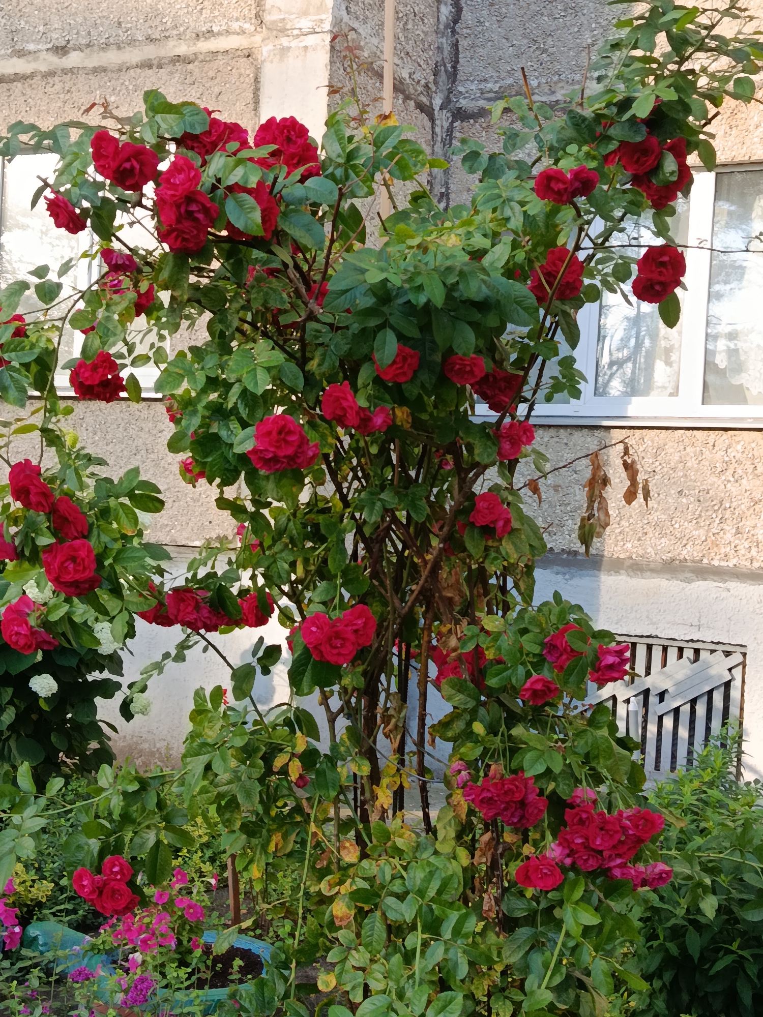 The image shows a rose bush with numerous red roses in bloom, positioned in front of a building with light-colored, textured walls and windows. The rose bush is dense with green foliage and thorny stems. Some dried brown leaves are visible on the branches. In the foreground, there are other smaller plants with pink and purple flowers. A dark green, leafy plant is visible to the right, and a white lattice-like structure is partially seen behind the rose bush. The overall scene depicts an outdoor garden setting adjacent to a building, likely a residential area, in the city of Svietlahorsk, Belarus. There are no people or animals present in the image.