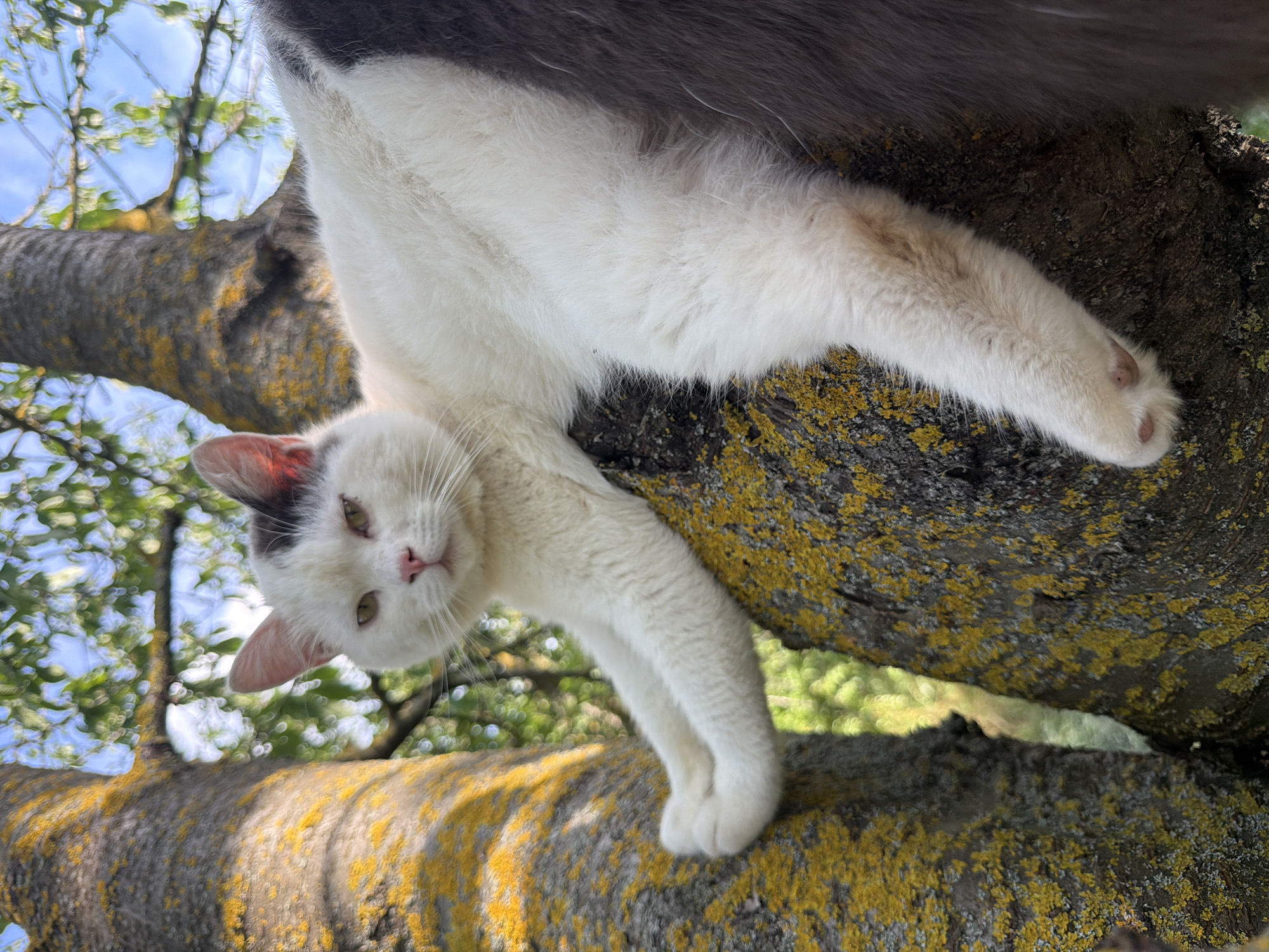A domestic cat is captured in an unusual pose, clinging to a tree branch from below. The cat is primarily white with gray markings on its back and head. Its face is turned towards the camera, with green eyes and a pink nose. One of its white paws is extended, showing its claws. The tree branch it's on is thick and textured, with patches of yellow-green lichen. In the background, the sky is blue and visible through the green leaves of the tree, suggesting it's daytime with clear weather. The low angle from which the photo is taken emphasizes the cat's precarious position and adds a sense of looking up at it. The overall impression is one of a curious and agile cat exploring its surroundings. The location is identified as Leningradskaya, Russia. There is no visible text in the image.