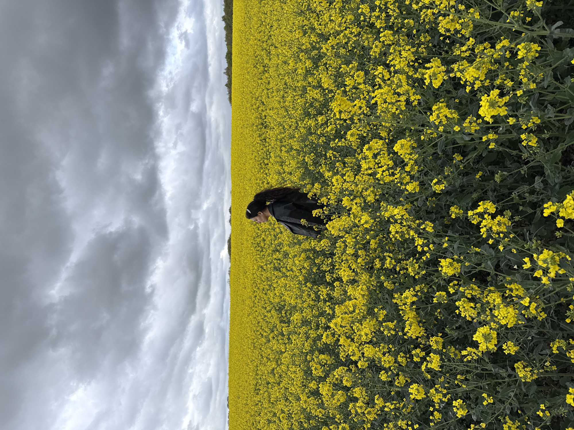 An image, captured in the Breckland District, United Kingdom, depicts a person standing amidst a vast field of vibrant yellow flowers under a cloudy sky. The scene is dominated by an extensive rapeseed (canola) field, its bright yellow blossoms filling the foreground, mid-ground, and extending into the distance.
On the right side of the frame, a person, appearing to be a young woman with long dark hair, is positioned within the tall yellow flowers. She is wearing a dark jacket and is looking downwards or slightly away from the camera, with her profile partially visible. Her presence suggests observation or interaction with the natural surroundings.
In the background, the expansive field meets a thin line of dark green trees on the horizon. The sky above is entirely covered by thick, grey, overcast clouds, indicating dull weather and diffused lighting throughout the scene. There is no visible text or explicit activity beyond the individual's presence in the field. The overall impression is one of natural beauty, with the vivid yellow of the flowers contrasting with the muted tones of the cloudy sky.