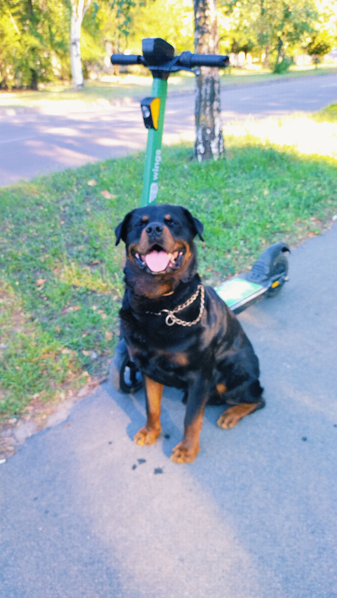 A Rottweiler dog sits on a paved path next to a green electric scooter in a park in Horishni Plavni, Ukraine. The dog is black and tan with a gold chain around its neck and is panting with its tongue out. The scooter is upright, with its handlebars visible, and the word "wings" is printed vertically on its stem. The background shows grass, trees, and a road, suggesting a sunny day in a public park.