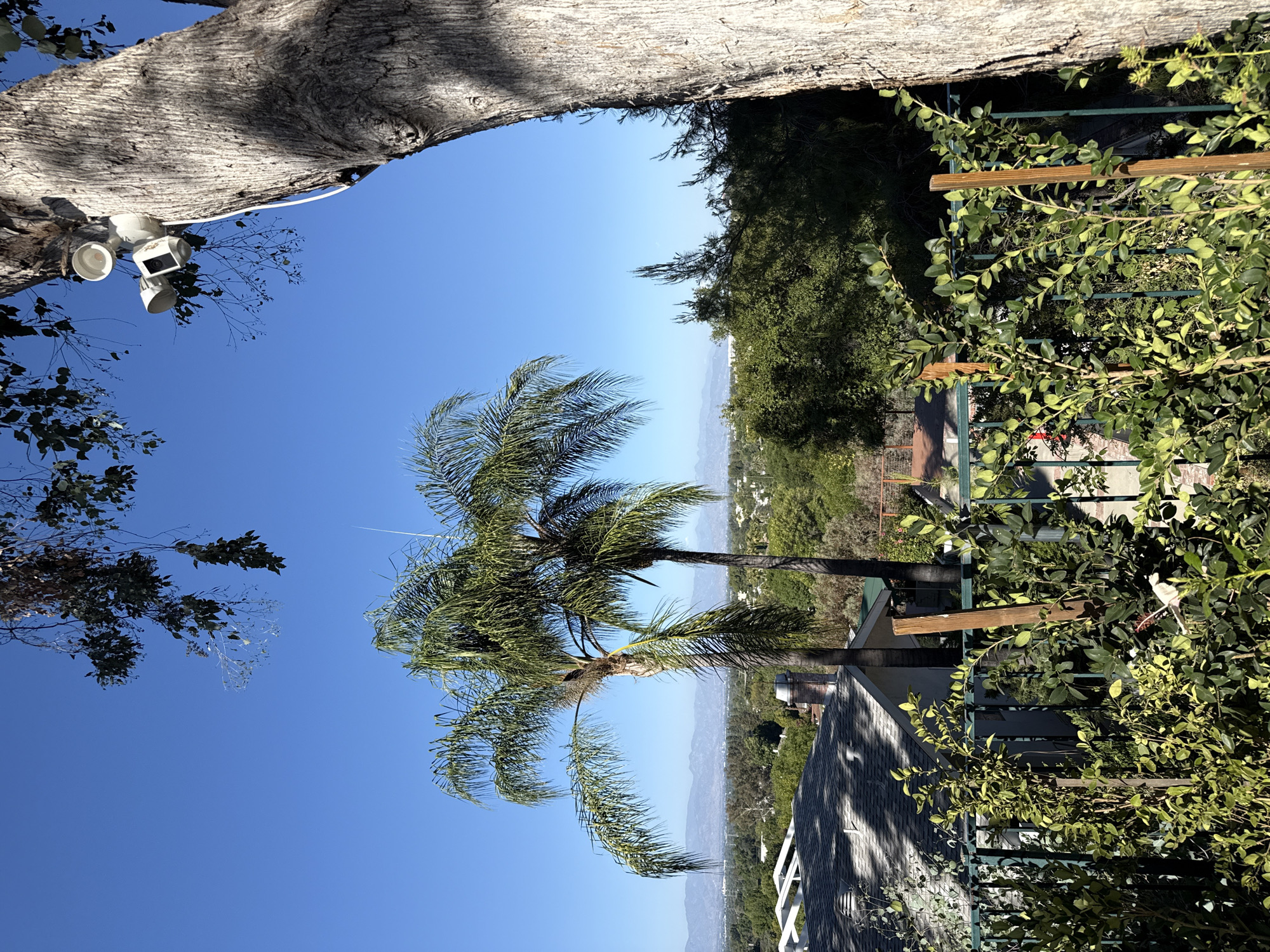 The image depicts a residential backyard with a view of a distant city and mountains. In the foreground, a green metal fence is covered with lush green foliage, some of which are supported by wooden stakes. Behind the fence, a single-story house with a gray tiled roof and white trim is visible. Two palm trees stand tall in the middle ground, with their fronds extending towards the clear blue sky. Beyond the trees, a dense green landscape of trees and vegetation stretches out, dotted with houses and buildings. In the far distance, a range of mountains is silhouetted against the horizon. On the right side of the image, a large tree trunk dominates the frame. Attached to the trunk is a white security light fixture with two adjustable spotlights and a camera. The overall scene suggests a sunny day in a suburban area. The presence of palm trees and the mountainous backdrop are characteristic of the Los Angeles Basin.