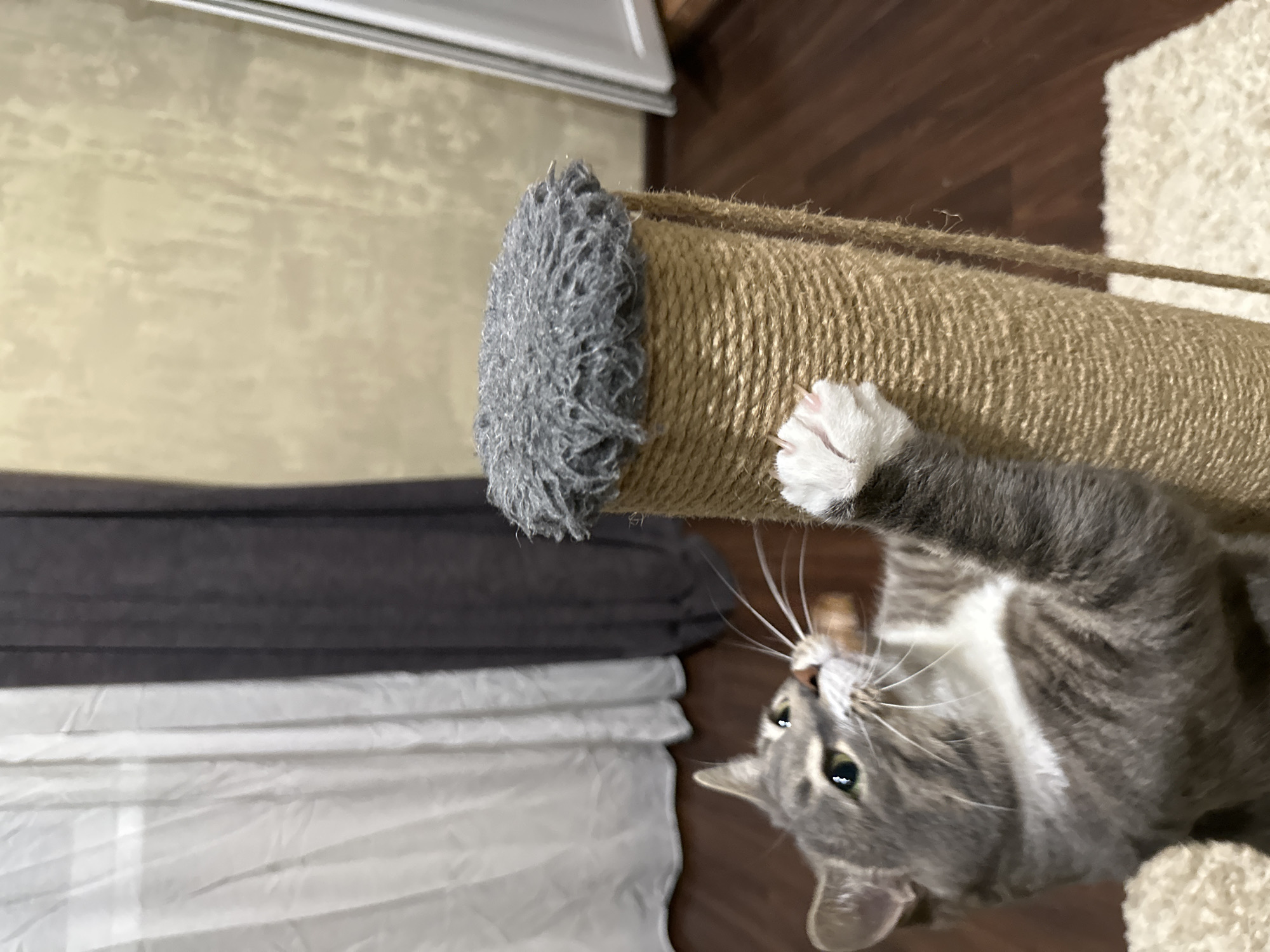 A tabby cat is captured in motion, reaching out with its front paws towards a scratching post. One paw is extended upwards, its white claws extended and digging into the rope of the post. The cat's body is partially obscured as it climbs, with its grey and white striped fur visible. The scratching post is cylindrical, wrapped in thick, coarse rope and topped with a fuzzy grey material. The background features draped curtains in shades of white and dark grey, a textured wall in a light tan color, and a dark wooden floor. A white shag rug is visible in the foreground. The scene appears to be indoors, within a residential setting, with no indication of a specific urban location.