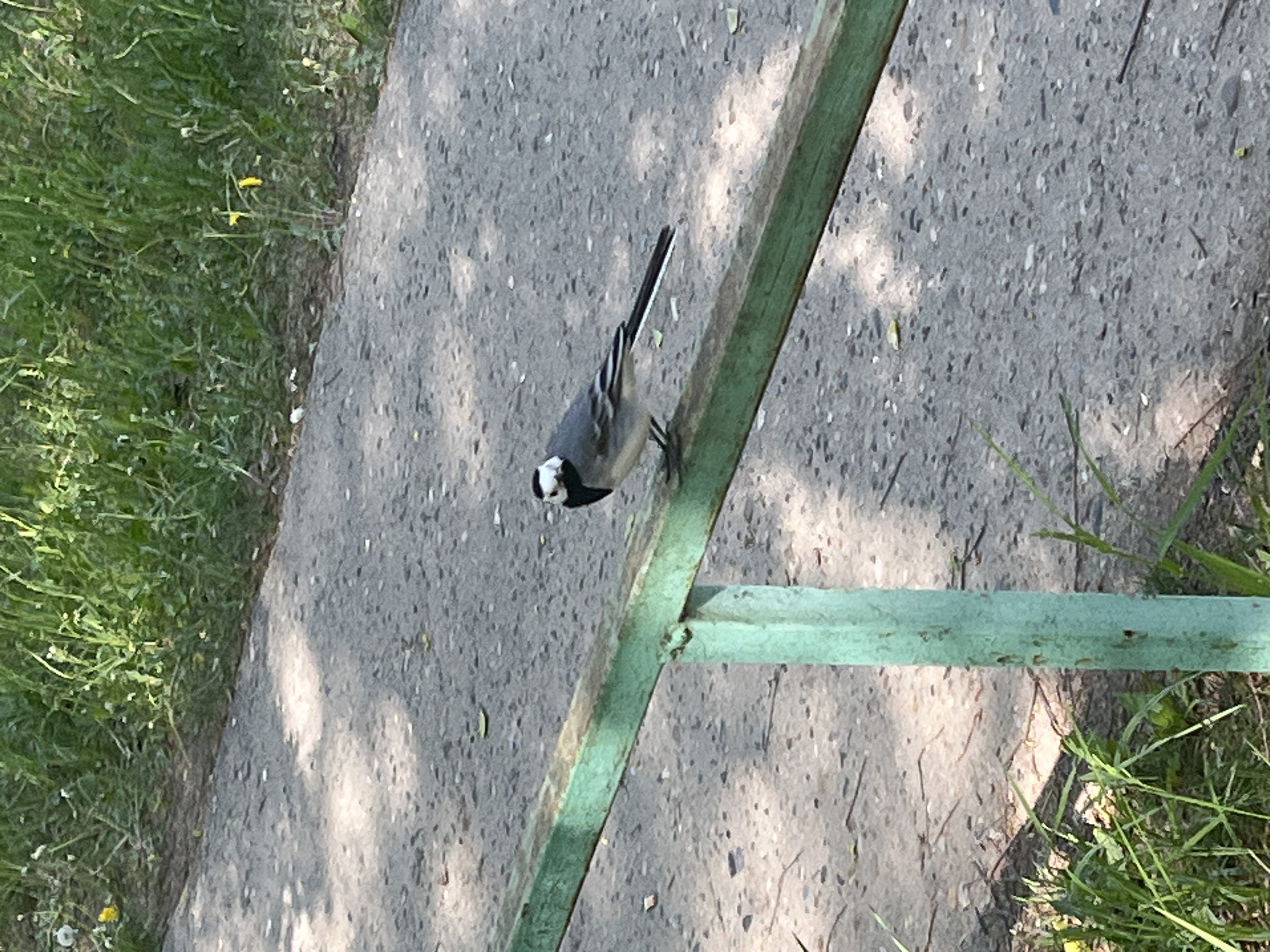 A bird, appearing to be a white wagtail, is perched on a green metal bar next to a concrete path. Grass is visible on either side of the path. The location is in a city of Unknown, Unknown.