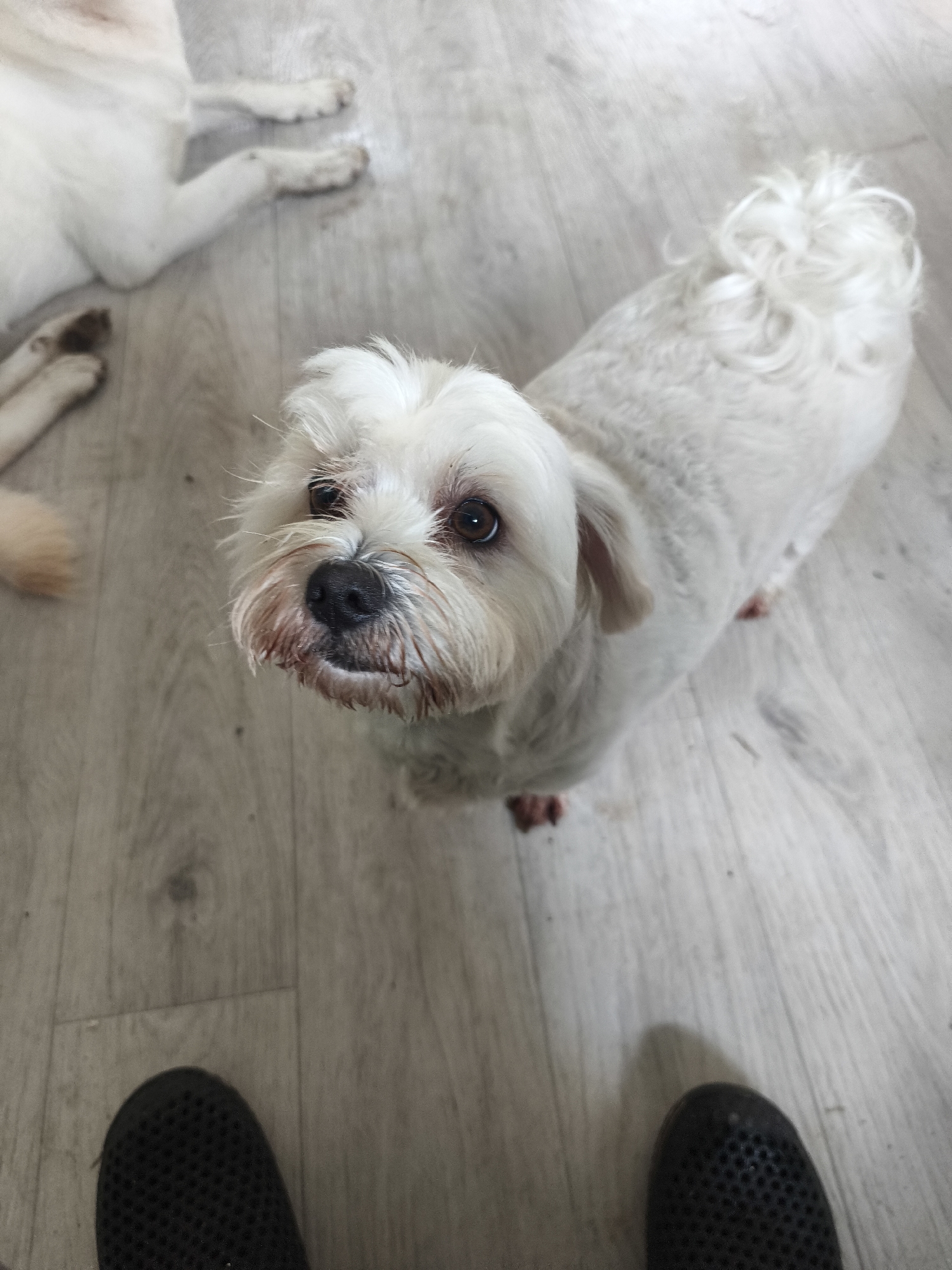 A medium shot captures a small, white dog with brown eyes and a black nose looking directly up at the camera. The dog has a fluffy tail curled upwards and appears to be standing on a light-colored wooden floor. The dog's fur is matted around its muzzle, and its fur has been recently clipped. In the background, another white dog is lying down, its paws visible. The lower portion of the image shows two dark-colored shoes, possibly sneakers, on the floor. The scene appears to be indoors.