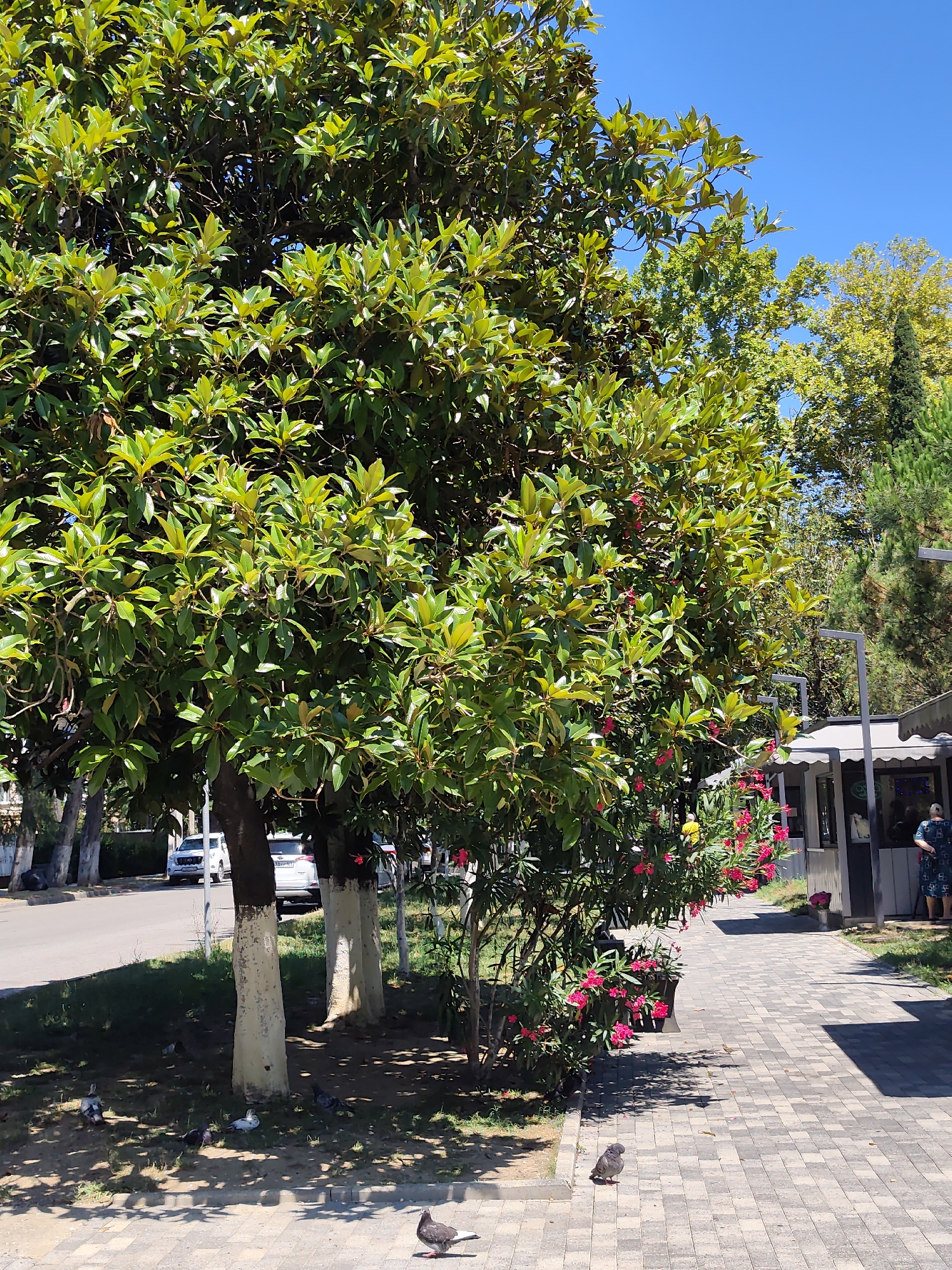 The image captures a sunny day on a paved walkway in Sochi, Russia, likely near the Black Sea coast given the lush vegetation and open sky. A large, leafy tree dominates the left side of the frame, its branches casting dappled shadows on the ground below. Several pigeons are visible on the grass and pavement beneath the tree. To the right of the tree, a bush with vibrant pink flowers adds a splash of color to the scene. Further down the walkway, there is a small building with an awning and outdoor seating, suggesting a cafe or kiosk. A few people are present near the building, one standing by a table and another further in the background. A street with parked cars is visible behind the trees on the left. The overall impression is one of a pleasant, leisurely outdoor space in a warm climate.