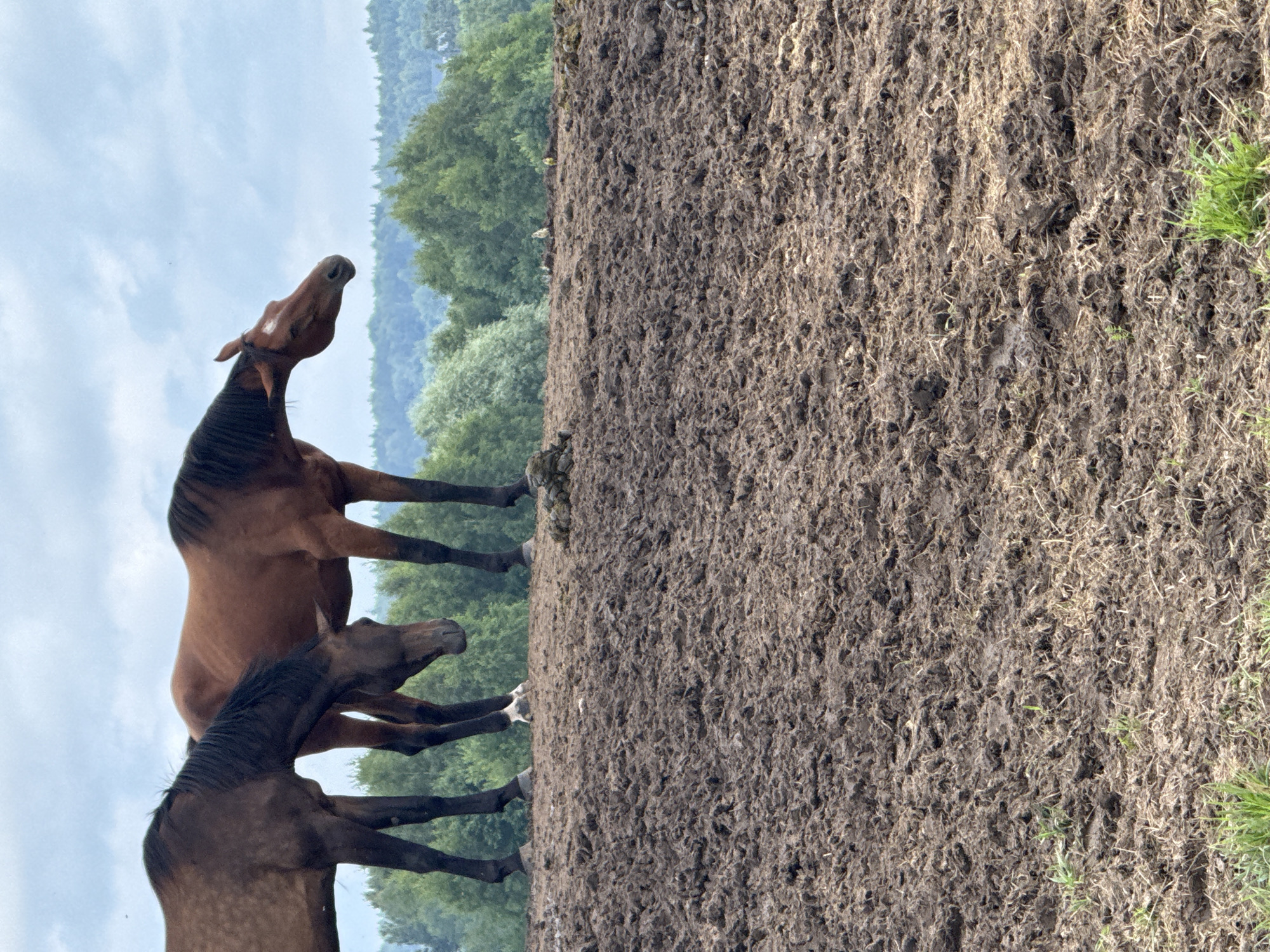 Two horses stand in a muddy field in Galinė, Lithuania. The horse on the left is darker brown and is looking down, while the horse on the right is a lighter reddish-brown and is looking to the right. Behind the horses, a line of green trees borders the field, and a cloudy sky is visible above. The ground is covered in dark, clumpy mud with some dry grass and straw mixed in.