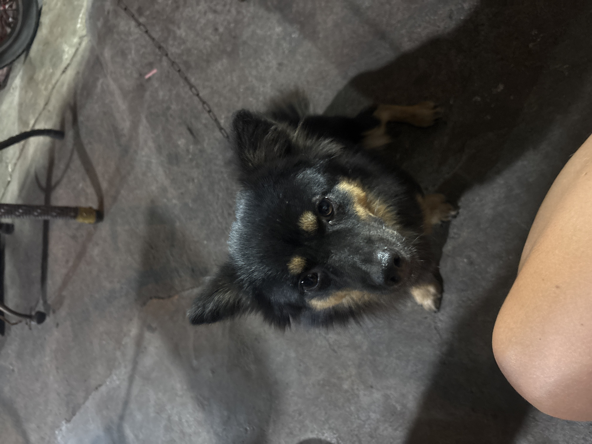 A black and tan dog looks up at the camera from a seated position on a dark, textured ground. The dog has prominent tan markings around its eyes and muzzle, and its ears are pointed and alert. The background is dimly lit and shows the leg of a piece of furniture and a chain. Part of a person's leg is visible in the lower left of the frame.