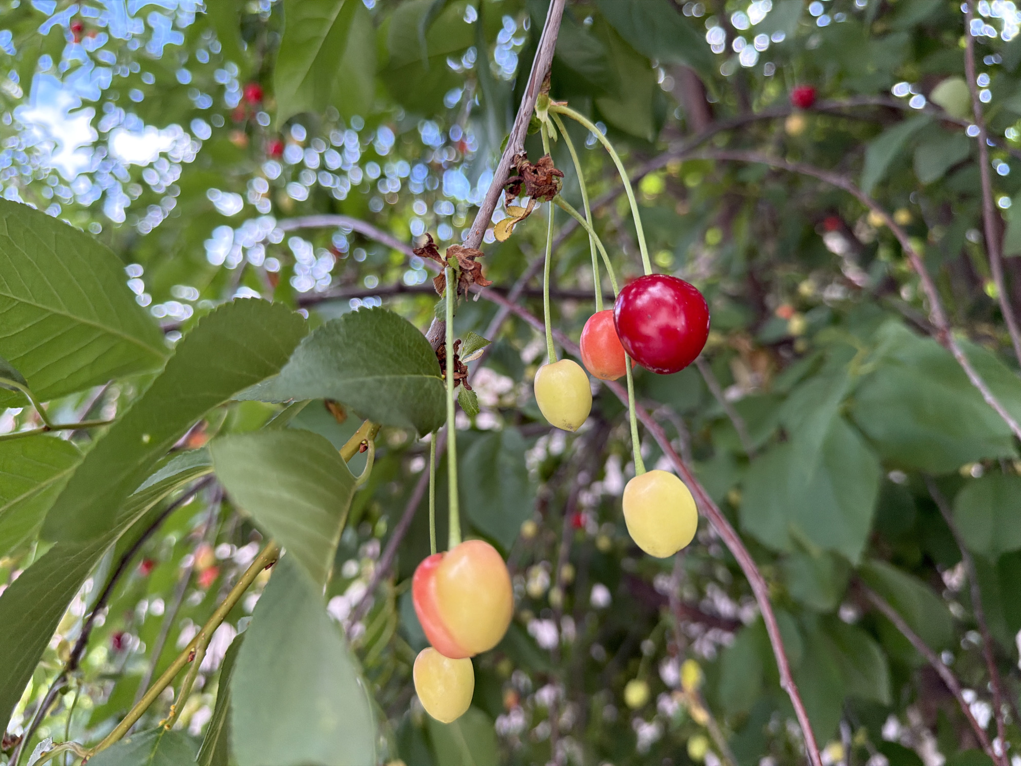The image shows a close-up view of a cherry tree branch with several cherries hanging from it. The cherries are in various stages of ripeness, with some being a pale yellow and others a vibrant red. There are also green leaves and branches visible, as well as a blurred background of more foliage and what appears to be a sky with bokeh-like light effects. The scene is likely outdoors, in a natural setting, possibly a garden or park. The image does not contain any people or specific identifying landmarks.