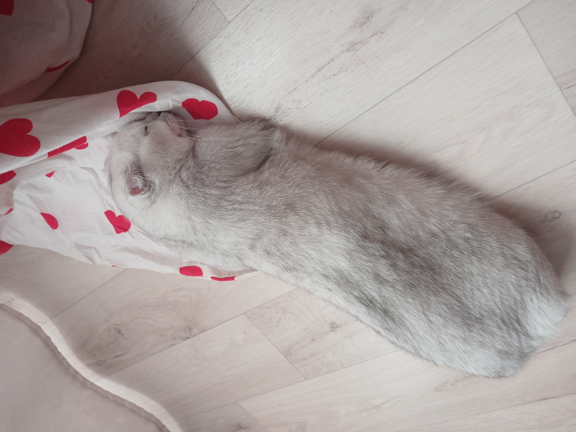 A silver tabby cat is sleeping on a white blanket with red heart patterns, placed on a light-colored wood-grain floor. The cat is positioned with its head near a white cat bed, its body stretched out diagonally across the frame. The environment appears to be indoors. There is no evidence to support the location being in Noviy, Russia.