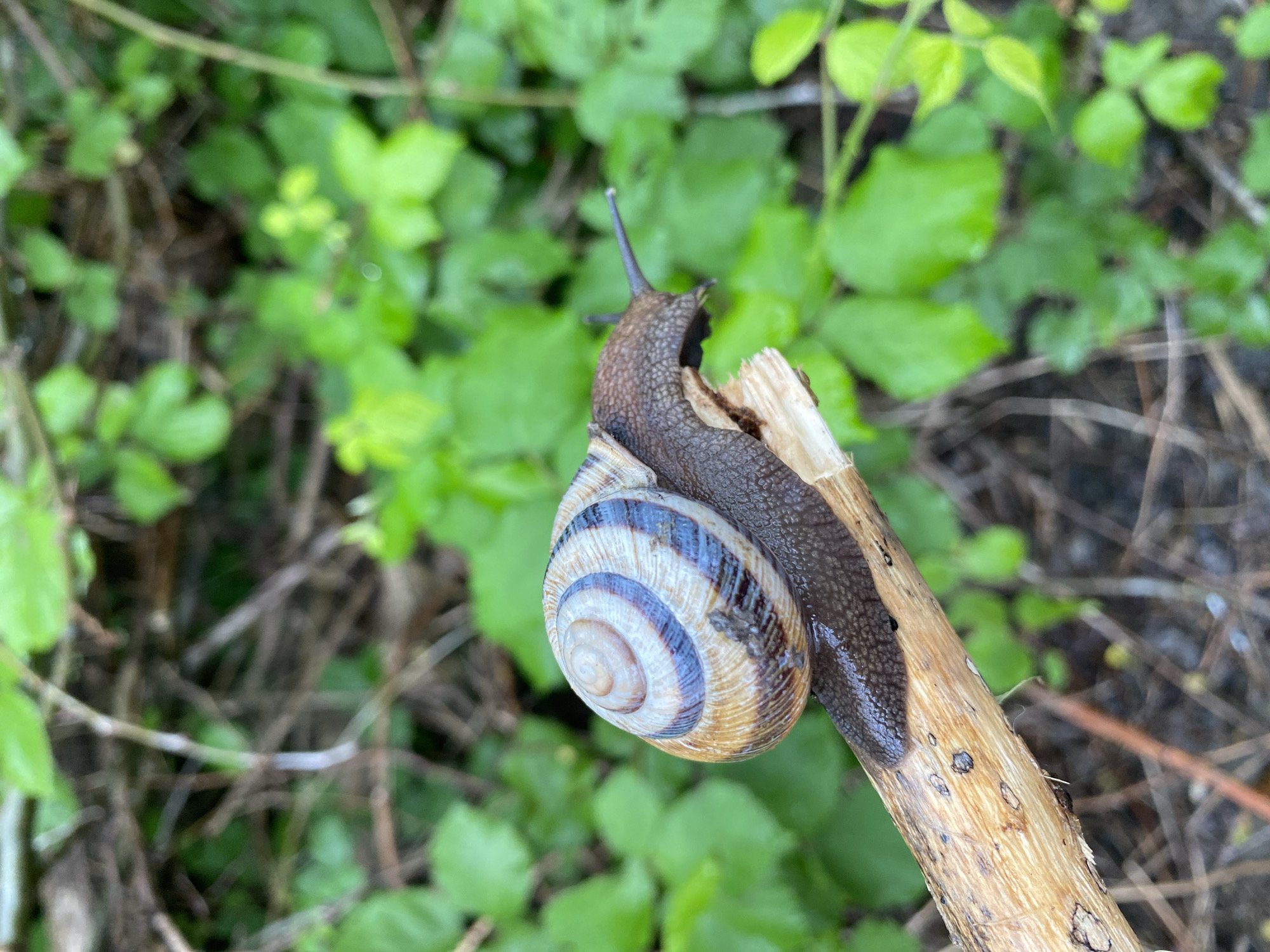 A snail is perched on a small, broken twig, against a backdrop of blurred green foliage. The snail has a round, spiraled shell with alternating light brown and dark blue stripes. Its grey body extends up the twig, with two antennae visible at the front. The location is not identifiable.