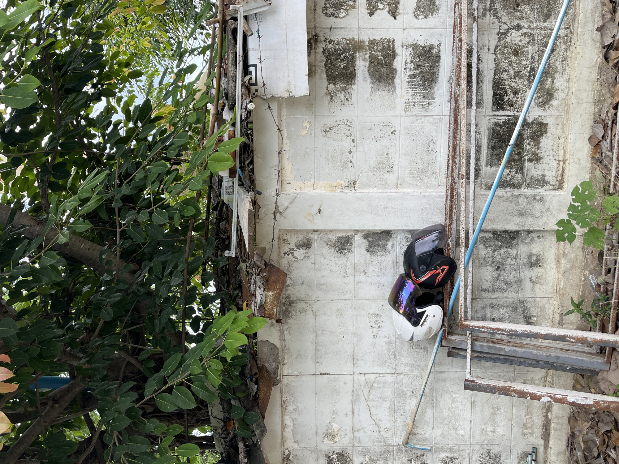 The image depicts an outdoor scene at what appears to be a residential area in Thailand, specifically "บ้านกาญจน์กนก 23." The setting is somewhat cluttered and weathered, with a focus on a textured, tiled wall that shows signs of age and staining. To the left of the wall, lush green foliage from a tree spills into the frame, contrasting with the urban decay.
Prominently displayed against the wall are two motorcycle helmets. One is primarily black with red and orange accents, while the other is white with a iridescent visor that reflects a spectrum of colors. Both helmets are hanging from what looks like a metal frame or structure. A blue pipe or rod runs vertically alongside the helmets and the wall.
The wall itself is made of square tiles, many of which are discolored with dark patches and grime. There are also elements of rust and decay visible on some metal fixtures. Barbed wire is strung along a portion of the wall, suggesting a boundary or security measure. In the background, glimpses of other structures and more greenery can be seen, hinting at a lived-in but perhaps not meticulously maintained environment.
The overall impression is one of an everyday, perhaps slightly neglected, outdoor space. The lighting suggests it could be daytime, with the sun casting some shadows, though the exact time is not discernible. There are no people visible in the image. Some faint text is present on a white object attached to the wall near the helmets, but it is not legible enough to read. The scene evokes a sense of realism and a slice of life in a Thai locale.