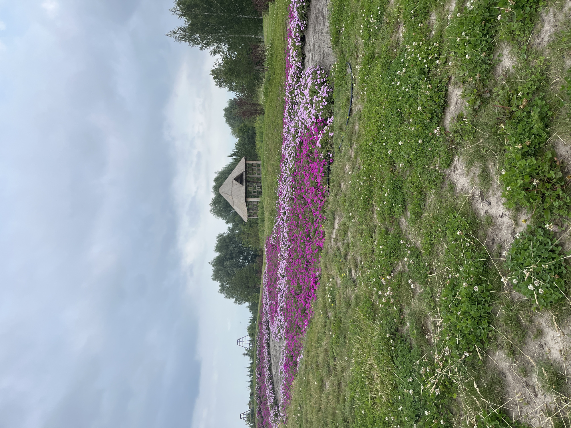 This is a wide-angle, eye-level shot of a park-like setting in Severynivka, Ukraine, featuring a large flower bed and a small thatched-roof structure. The foreground is dominated by a patch of green grass interspersed with small white clover flowers and scattered dry grass stalks. A winding dirt path cuts through the grass. In the midground, a large, elaborately planted flower bed curves across the landscape. The flowers are densely packed and exhibit a gradient of colors, transitioning from vibrant fuchsia pink on the left to a lighter pink and white on the right. The flower bed appears to be irrigated, with black hoses visible in places. Behind the flower bed, a rustic wooden structure with a thatched roof stands under a canopy of trees. This structure is open-sided and appears to be a gazebo or a small shelter. Further in the background, more trees form a natural border, and two large, wooden, pyramid-like structures are visible on the left, suggesting parkland or perhaps an outdoor event space. The sky above is overcast with heavy, gray clouds, indicating a potentially damp or cool day. No people are present in the image.