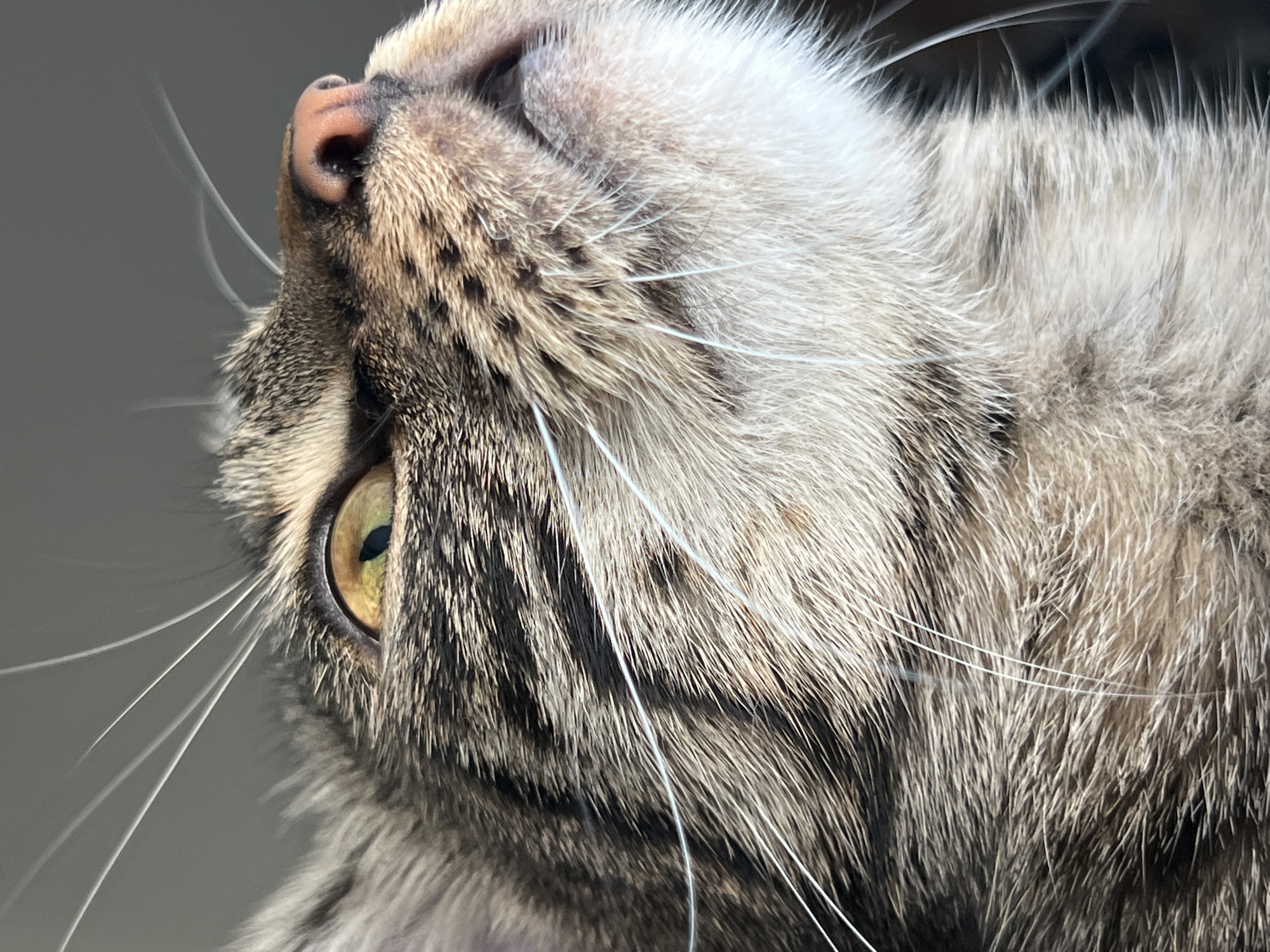 This is an extreme close-up, sideways portrait of a domestic tabby cat, likely taken in Sofia, Bulgaria. The cat's head is tilted upwards, with its gaze directed towards the upper left of the frame. Its right eye, a striking yellow-green with a vertical black pupil, is clearly visible and focused. The cat's fur displays a beautiful tabby pattern, featuring a blend of grey, brown, and cream tones, with distinct dark stripes visible on its cheek and forehead. Its pinkish-brown nose is slightly moist, and its mouth is slightly open, hinting at a relaxed or curious expression. Numerous long, white whiskers fan out prominently from its muzzle, adding to the detailed texture. The background is a soft, out-of-focus light grey, putting full emphasis on the cat's features. The lighting is bright and even, suggesting daytime conditions and highlighting the intricate details of its fur and eye. No text is visible in the image.