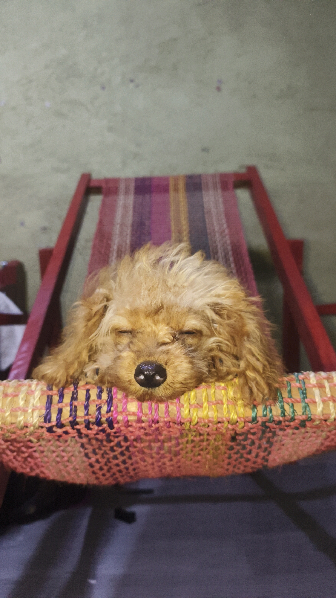 A small, light brown dog with its eyes closed is resting on a colorful striped fabric. The dog appears to be a toy poodle or a similar breed, with curly fur. It is positioned on a chair with red wooden supports. The background is a plain, textured wall. The scene depicts a quiet moment of rest for the animal. There are no people present in the image. The specific location in Santa Rosa, Philippines, cannot be determined from the visual information provided in the image.