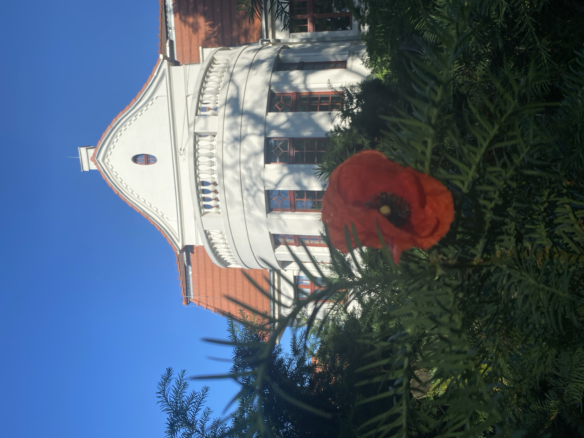 The image depicts an exterior view of a white, two-story building with a red tile roof, situated in Wielka Wieś, Poland. The architecture of the building features a curved facade with a balcony adorned with white balustrades. Several windows with red frames are visible. In the foreground, a bright red poppy flower is in focus, partially obscured by dark green foliage of evergreen trees or bushes. The sky above is a clear, bright blue. The scene is illuminated by natural daylight, casting shadows from the foliage onto the building's facade.