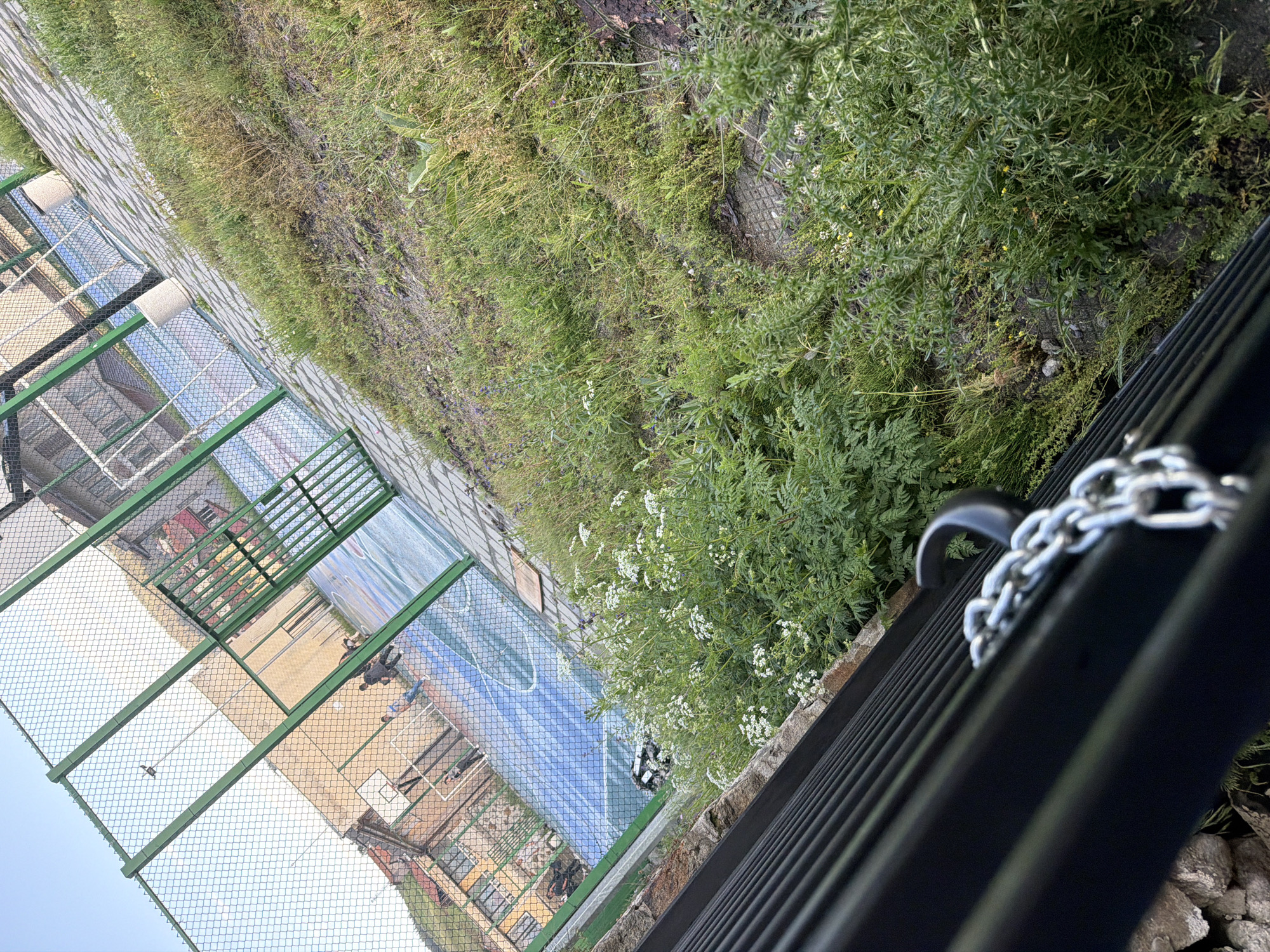 This image captures an outdoor scene in Zmeitsa, Bulgaria, presenting a diagonally tilted perspective of a sports facility and its immediate surroundings.
In the foreground, a black, horizontally slatted metal fence or railing runs diagonally across the bottom of the frame. A silver metal chain is draped over the top rail of this fence, secured by a black hook. Immediately behind and below this fence, a dense growth of various green plants, weeds, and grasses covers the ground. White flowering plants, appearing as small clusters, are prominent within this vegetation, along with some spiky or thorny green bushes. A rough, light-colored stone foundation or wall is visible at the base of the black fence, separating it from the dense flora. A textured metal manhole cover is partially obscured by the ground cover in this area.
Moving towards the midground, a paved pathway of gray concrete slabs runs parallel to the fence line, separating the overgrown area from the sports court. Two cylindrical concrete trash receptacles are positioned along this paved section. Beyond the pathway, a chain-link fence with green vertical support posts encloses a multi-sport court. The court surface is blue with white painted lines, indicative of markings for basketball (including a free-throw line and key area) and possibly other sports. A basketball backboard and hoop are visible on the left side of the court. Several individuals are present on the court; one figure in dark attire is near the center, and others are distributed across the playing area.
In the background, behind the sports court and its enclosing fence, multiple buildings are visible. One appears as a light-colored, possibly beige or yellow, multi-story structure. Another building features a reddish roof. A light pole with a fixture is also seen behind the court. Above the buildings, the sky is clear and light blue. Distant green hills or mountains are discernible on the far left horizon. The scene is illuminated by natural daylight, suggesting late morning or afternoon.