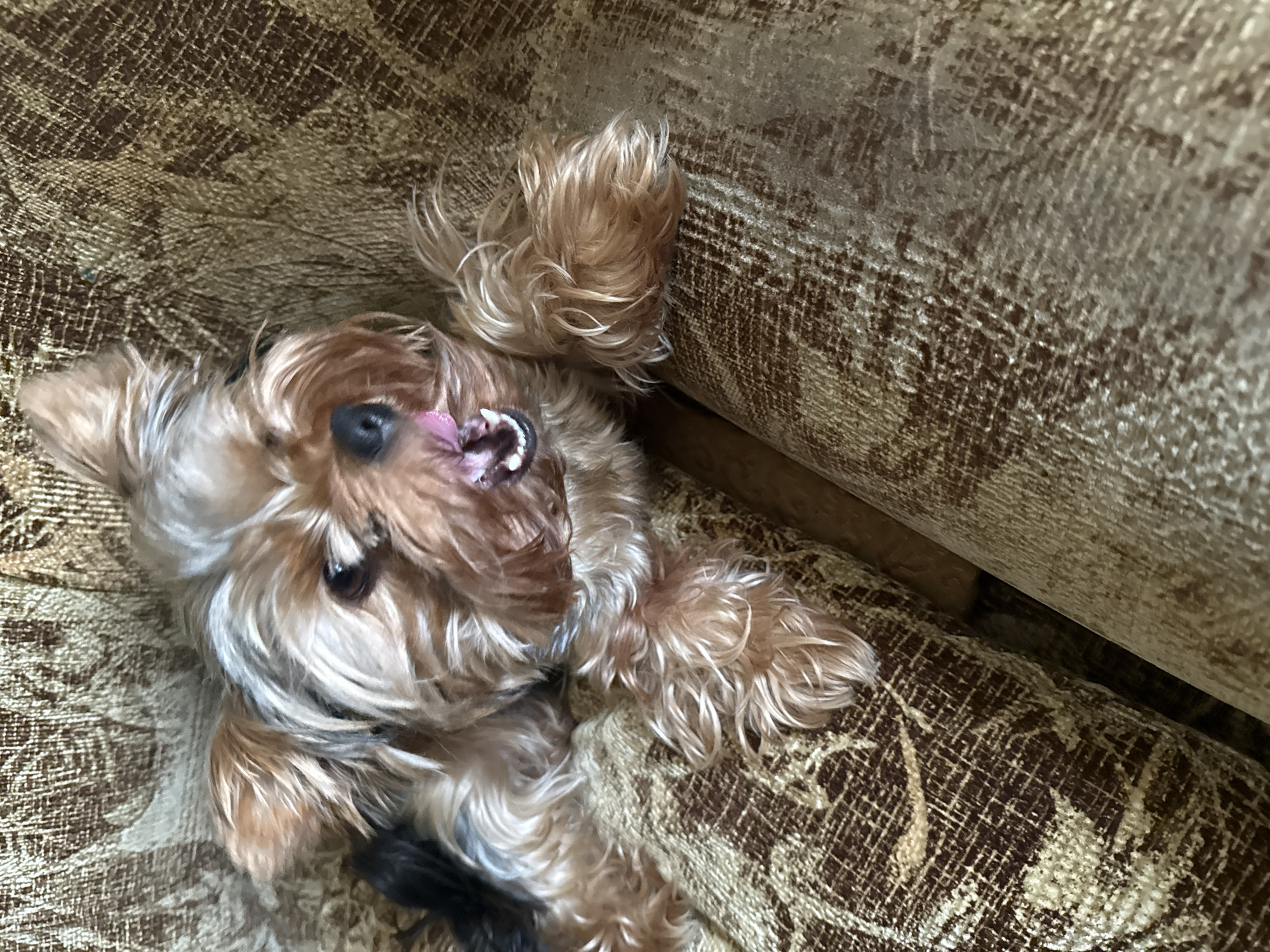 A small, fluffy Yorkshire Terrier dog is lying on a patterned sofa. The dog is looking towards the camera with its mouth open and tongue slightly sticking out. Its fur is a mix of tan, gray, and white. The sofa has a textured pattern in shades of brown and beige. The lighting suggests it is daytime. The image does not provide any information about the city of Rudamina, Lithuania.